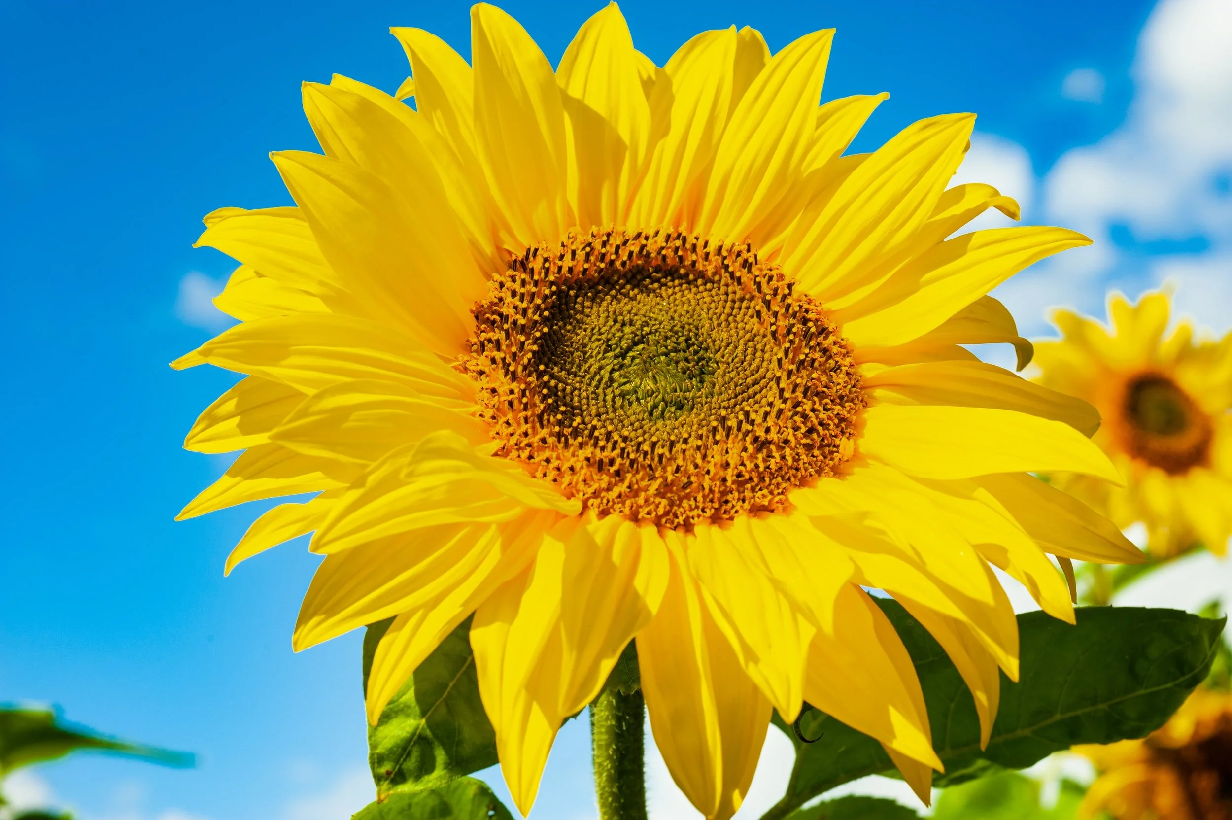Classes, playlists &amp; Summer Workshop week Monday 23rd - Friday 27th August