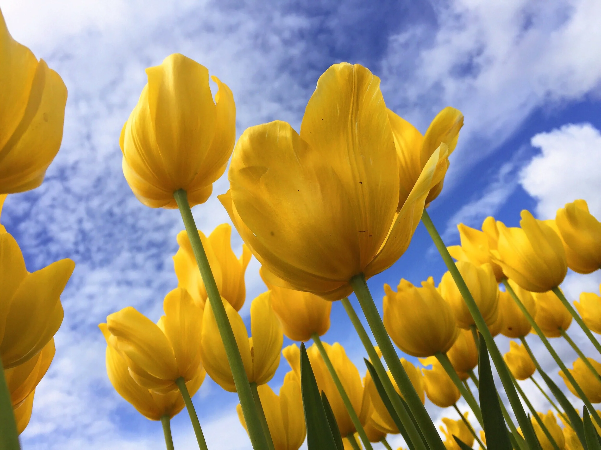 A Spring in your Step - In-person Springtime Workshop with Denise