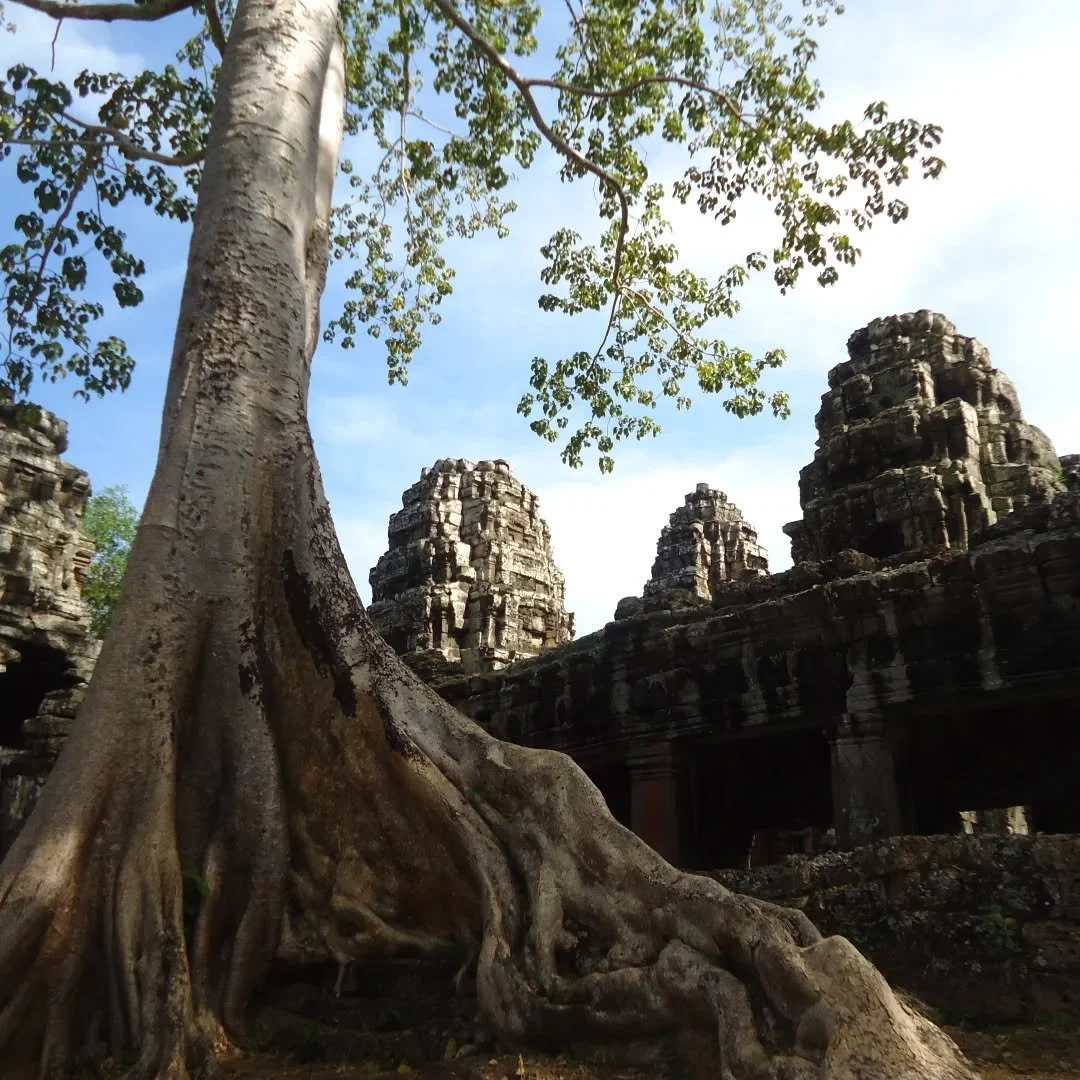 Our Qigong sessions are flowing into spring and the Chinese phase of wood 🌳

Let's explore growth, clear vision, smooth transitions and adaptability.

The wood phase out of balance can lead to angry misdirected outbursts, a domineering energy, over-