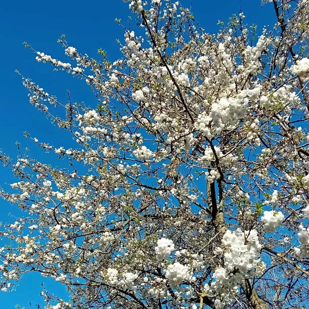 Blossom &amp; blue skies 💙 

All sessions are on this week as normal 🌞

I'm away from Monday 13th - Friday 17th April so come along and get moving and breathing with ease this week 😉💕

#springblossom #birminghamyoga #qigong #movewithnature #medit