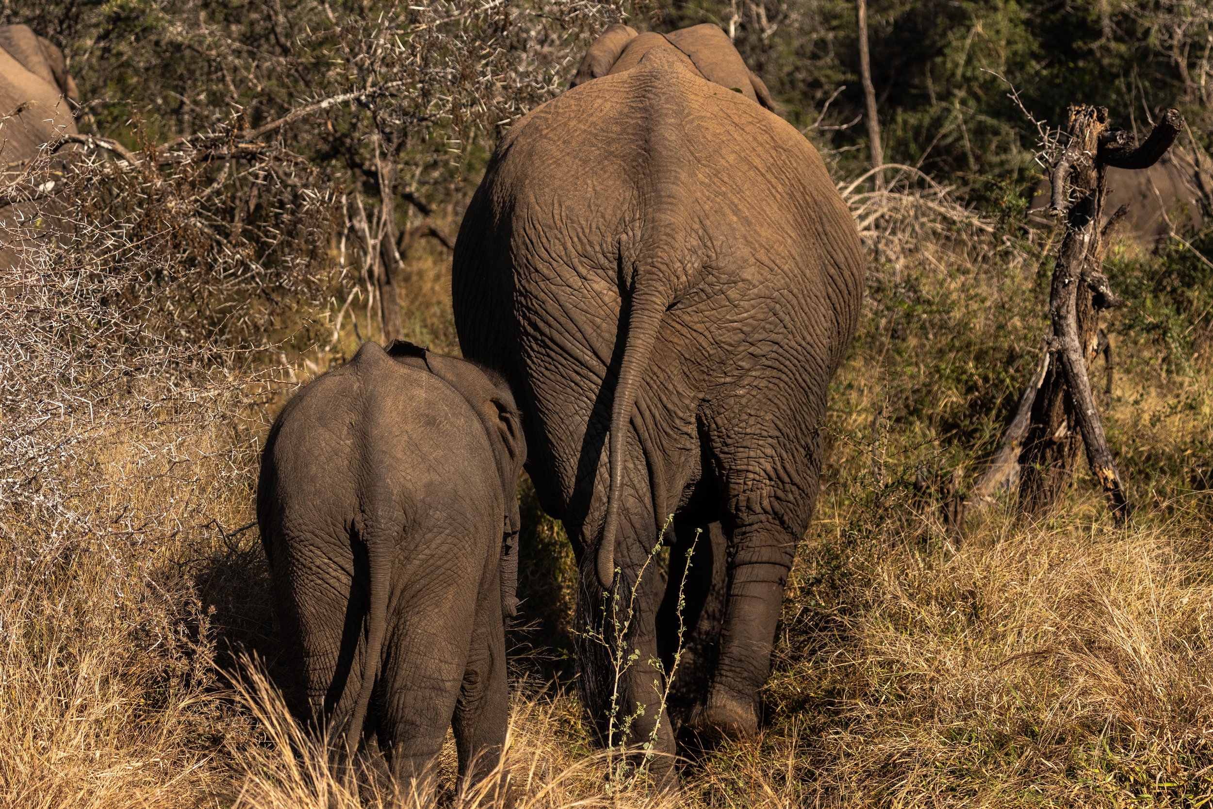 Zuid Afrika grand tour 2026-60.jpg