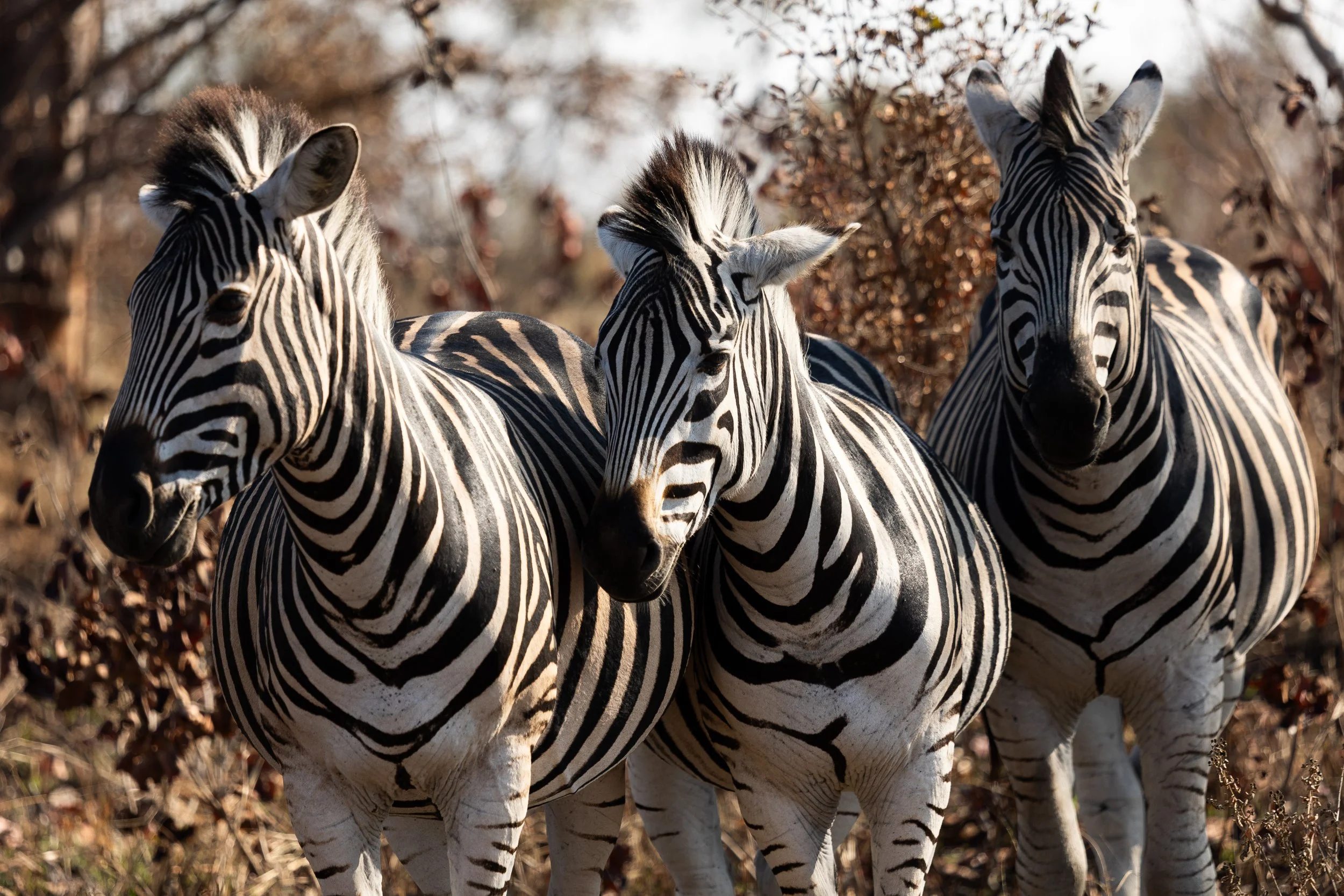 Zuid Afrika grand tour 2026-69.jpg