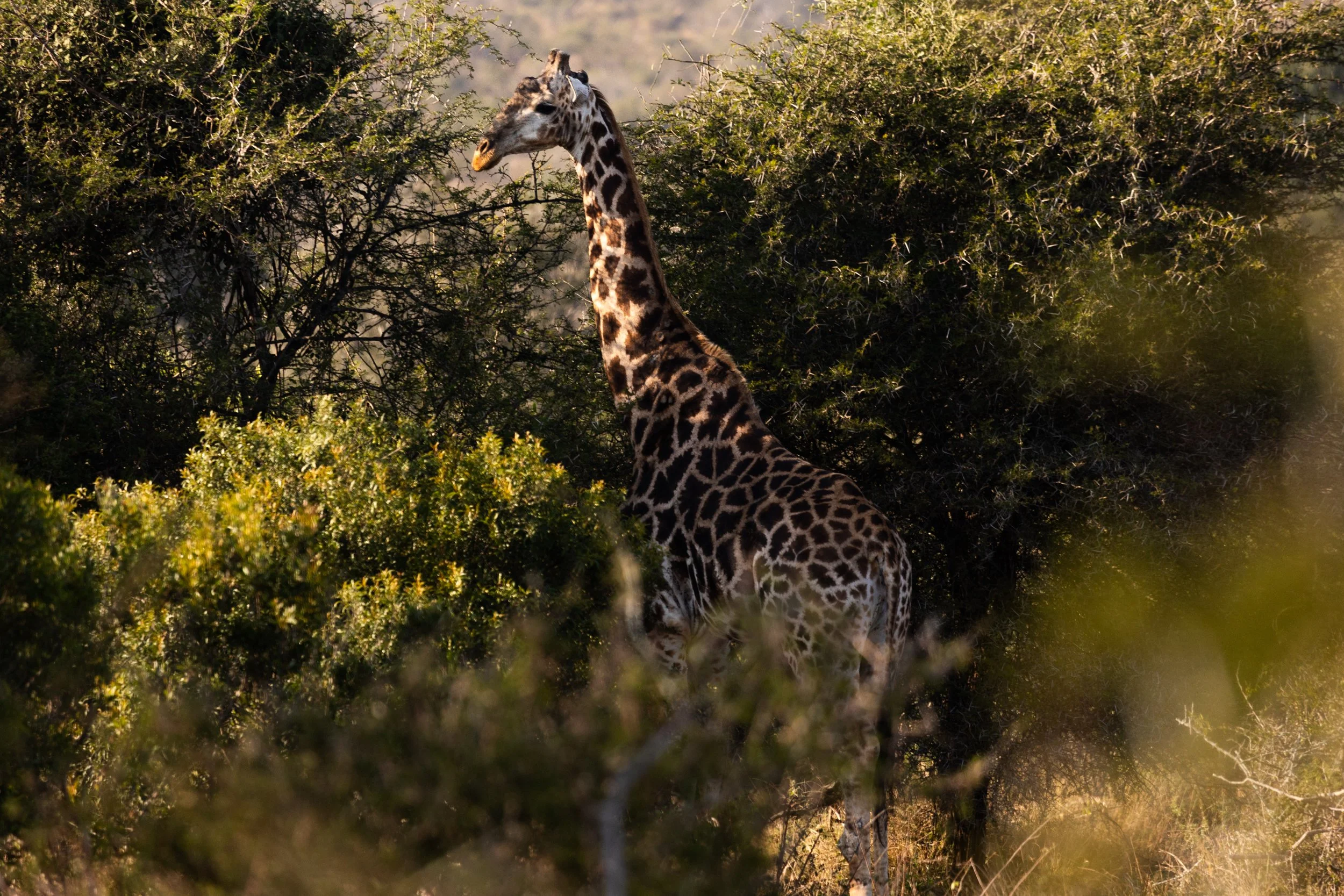 Zuid Afrika grand tour 2026-47.jpg
