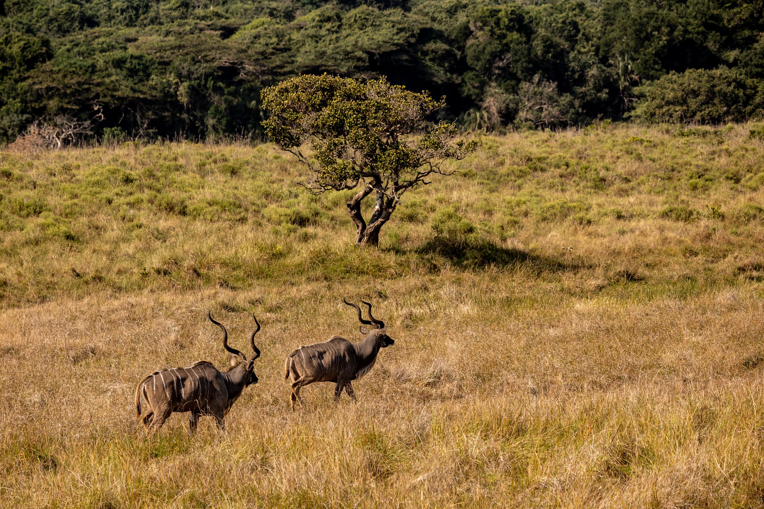 Zuid Afrika grand tour 2026-160.jpg