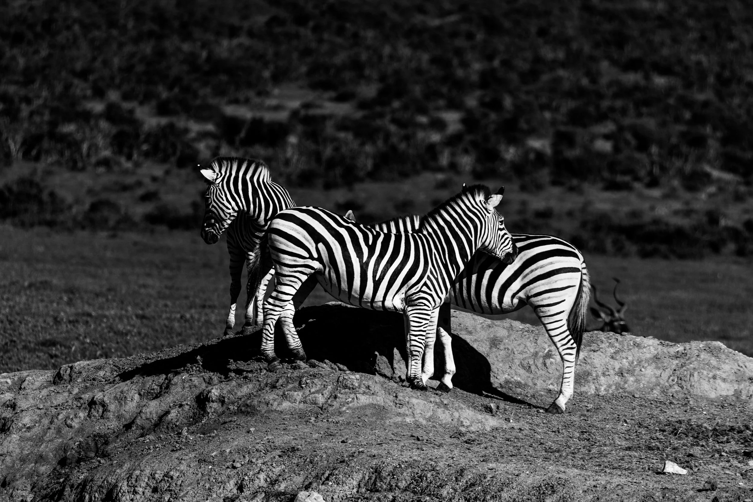 Zuid Afrika grand tour 2026-197.jpg