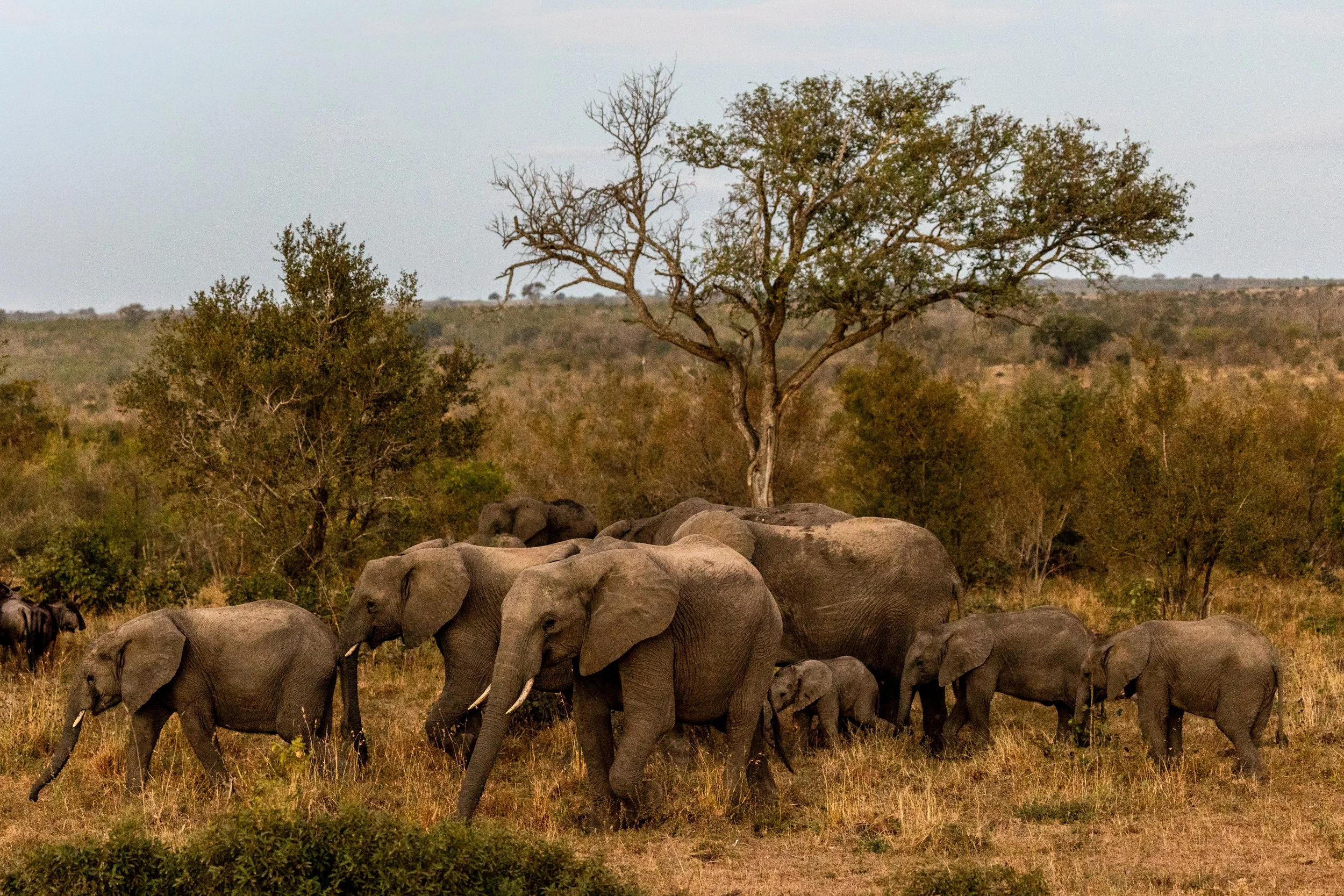 Zuid Afrika grand tour 2026-12.jpg