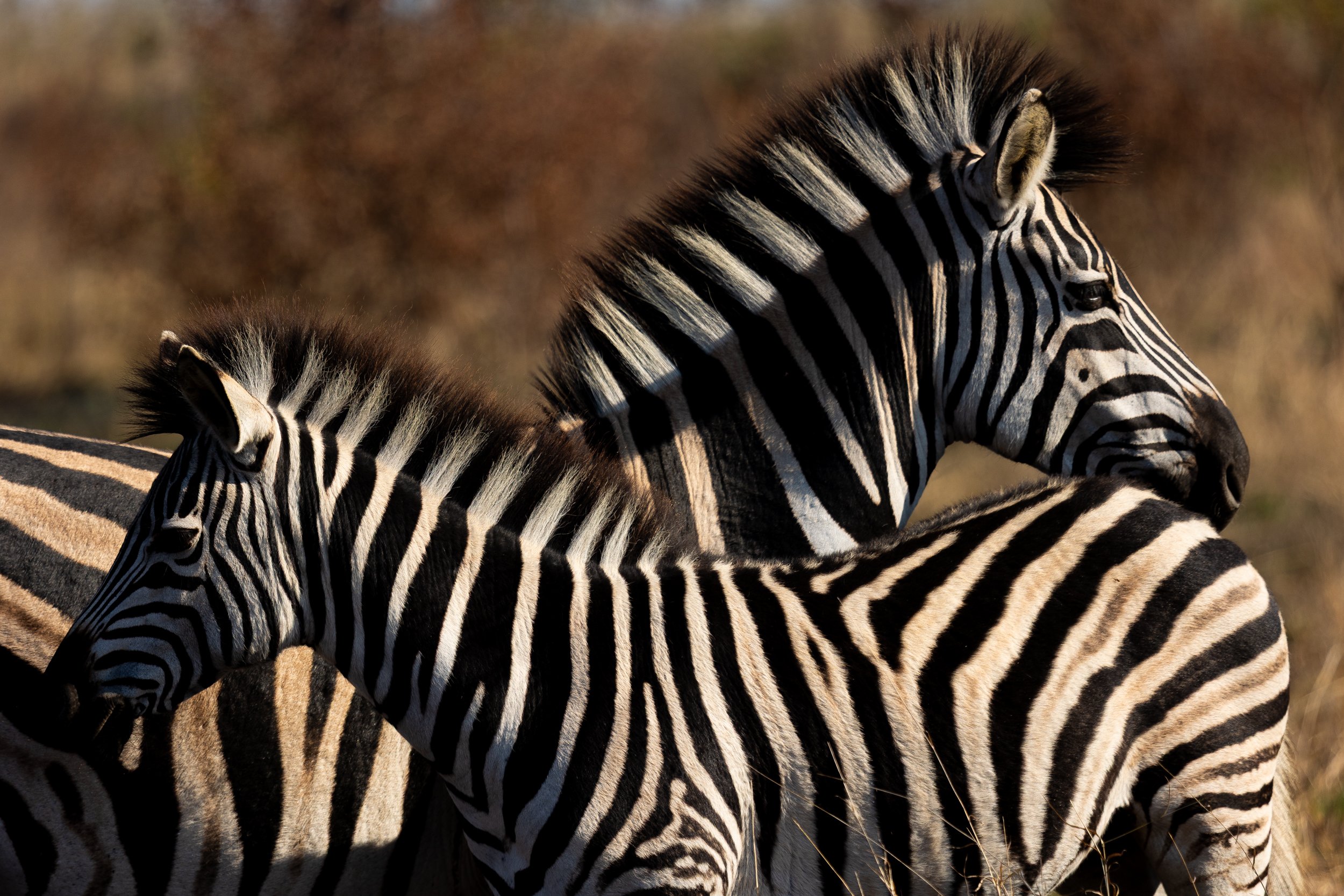 Zuid Afrika grand tour 2026-72.jpg