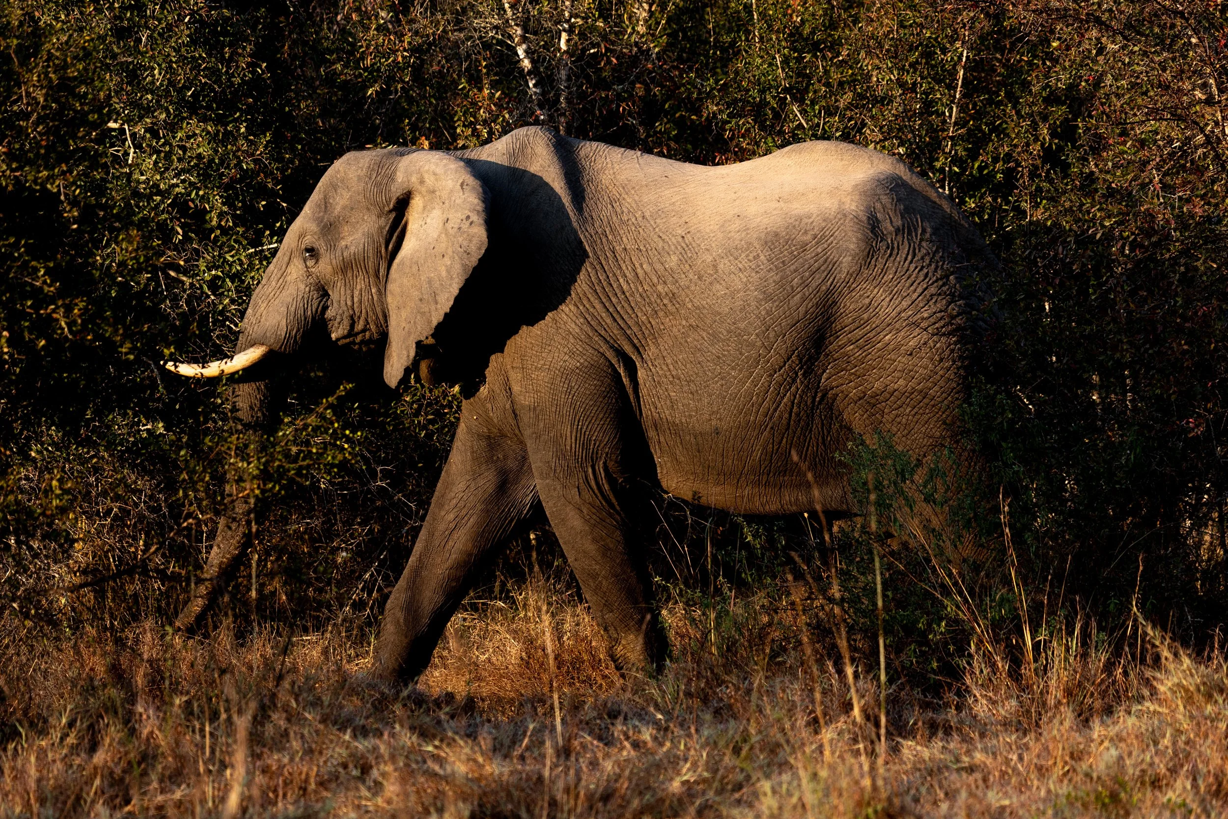 Zuid Afrika grand tour 2026-42.jpg