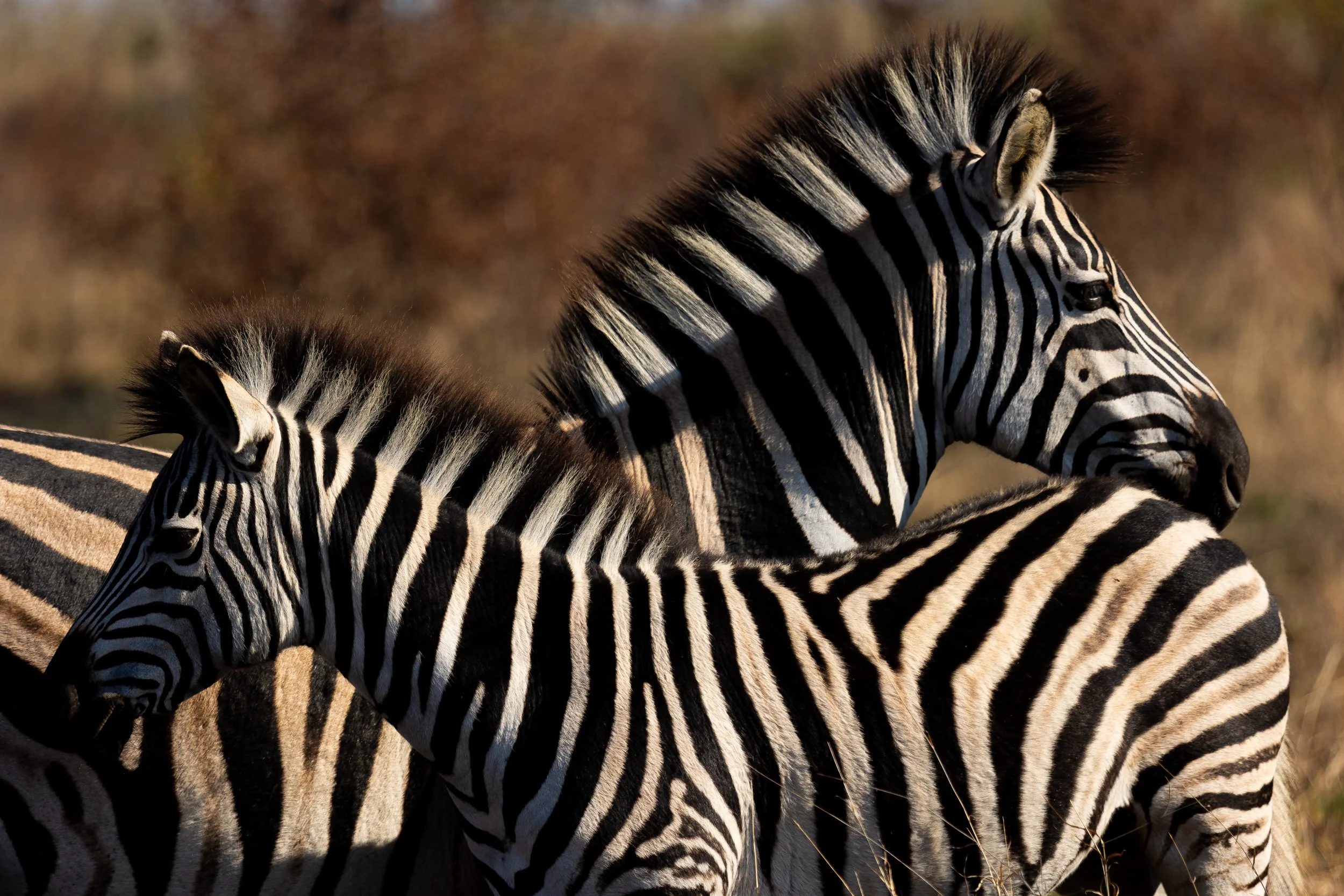Zuid Afrika grand tour 2026-72.jpg