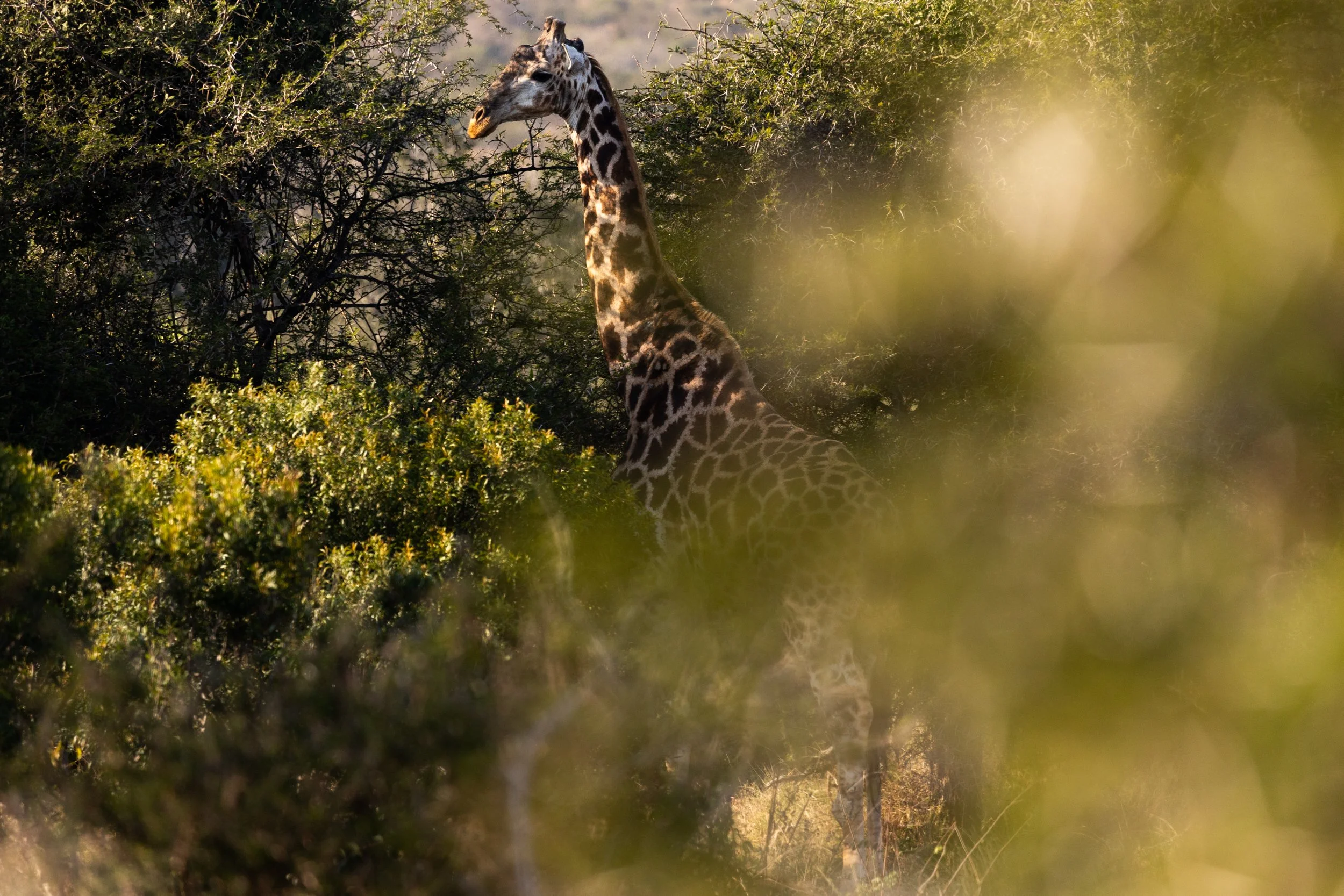 Zuid Afrika grand tour 2026-48.jpg