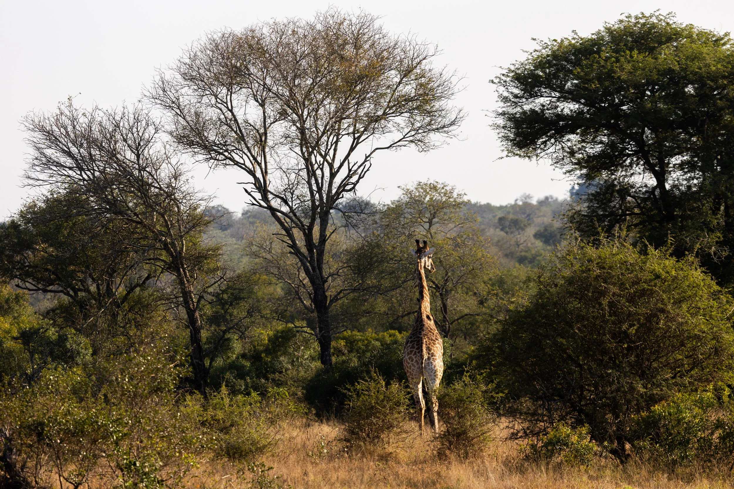 Zuid Afrika grand tour 2026-52.jpg