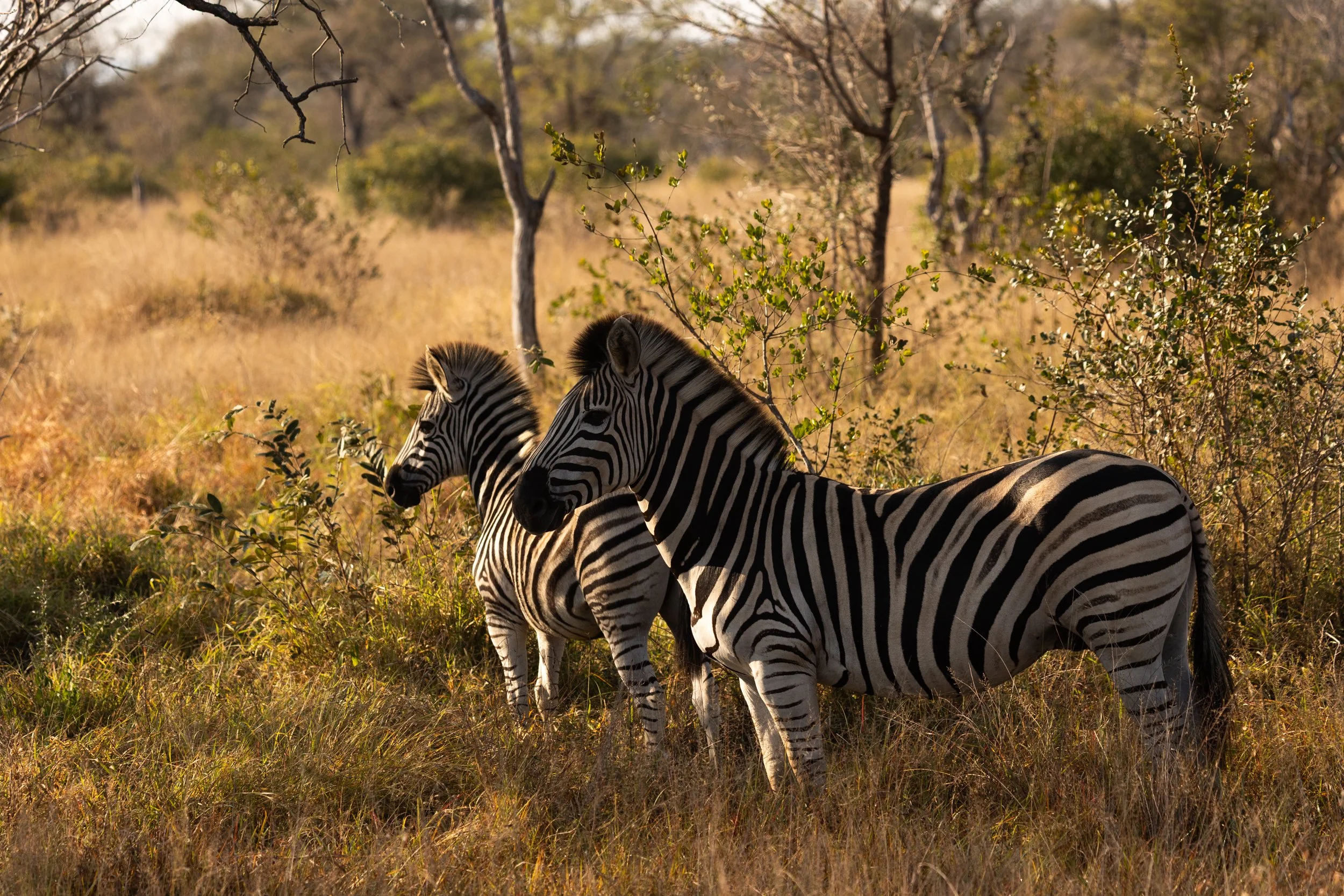 Zuid Afrika grand tour 2026-54.jpg