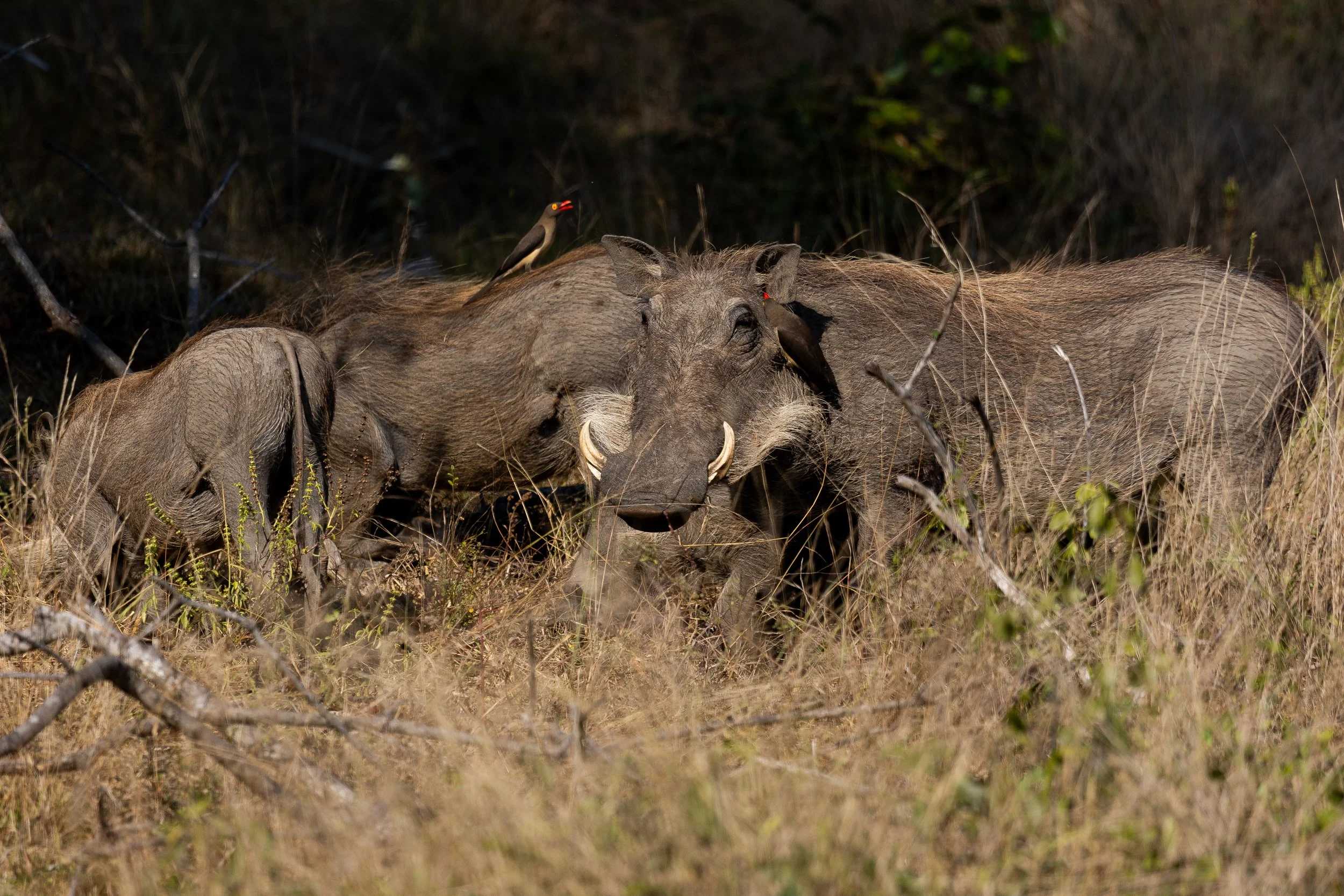 Zuid Afrika grand tour 2026-63.jpg