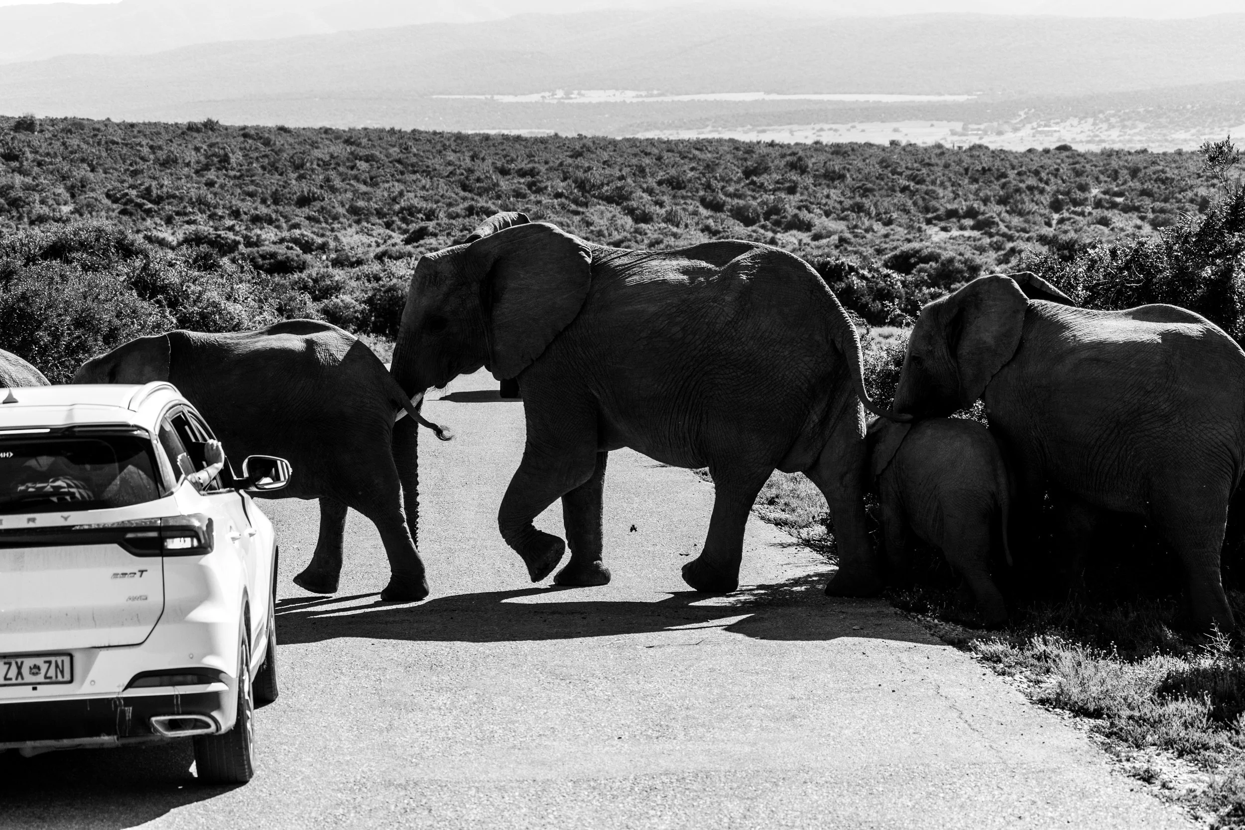 Zuid Afrika grand tour 2026-200.jpg