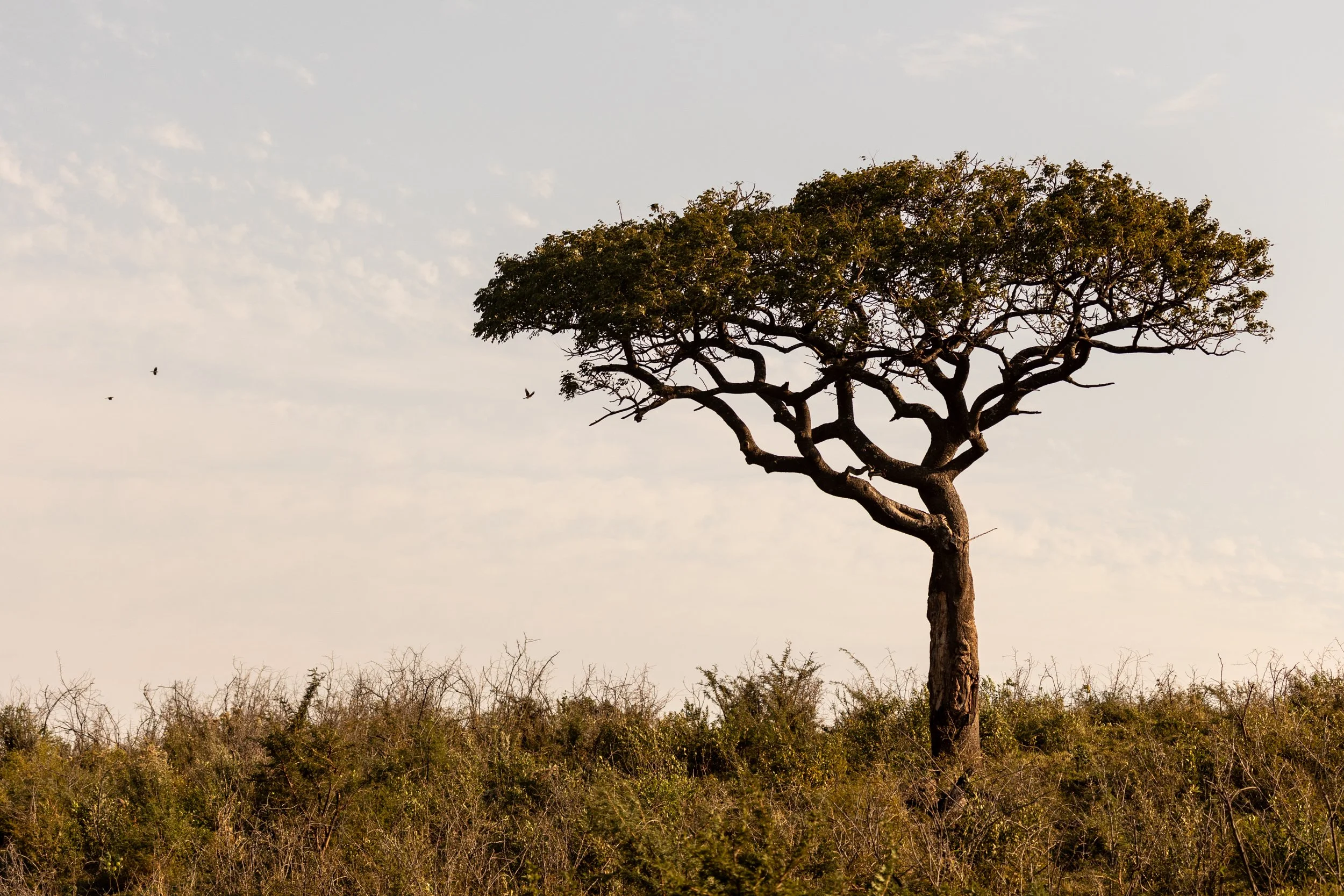 Zuid Afrika grand tour 2026-98.jpg
