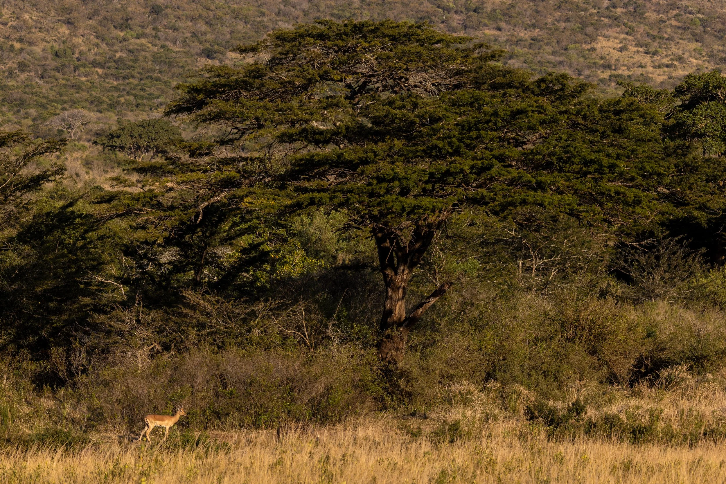 Zuid Afrika grand tour 2026-103.jpg