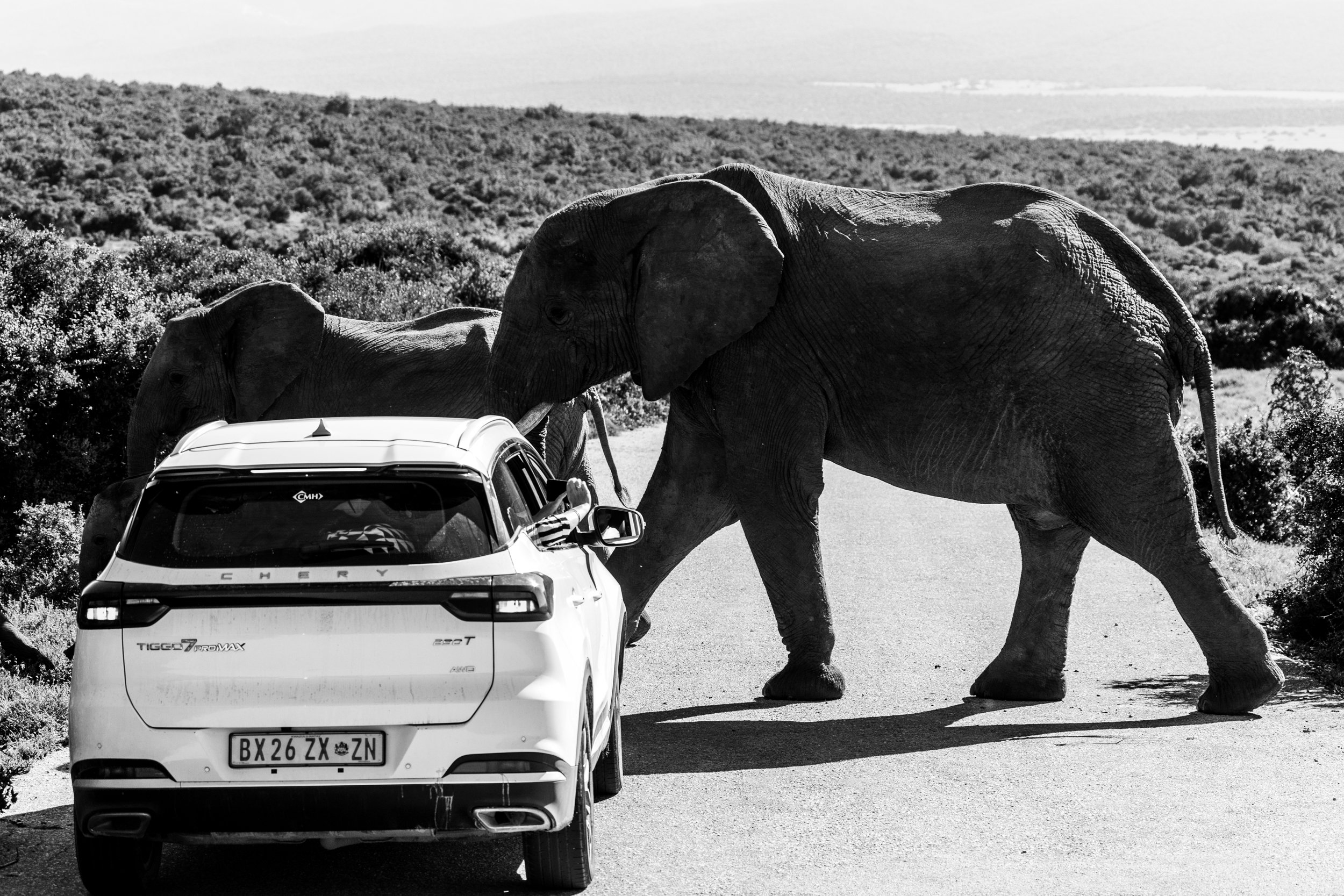 Zuid Afrika grand tour 2026-201.jpg