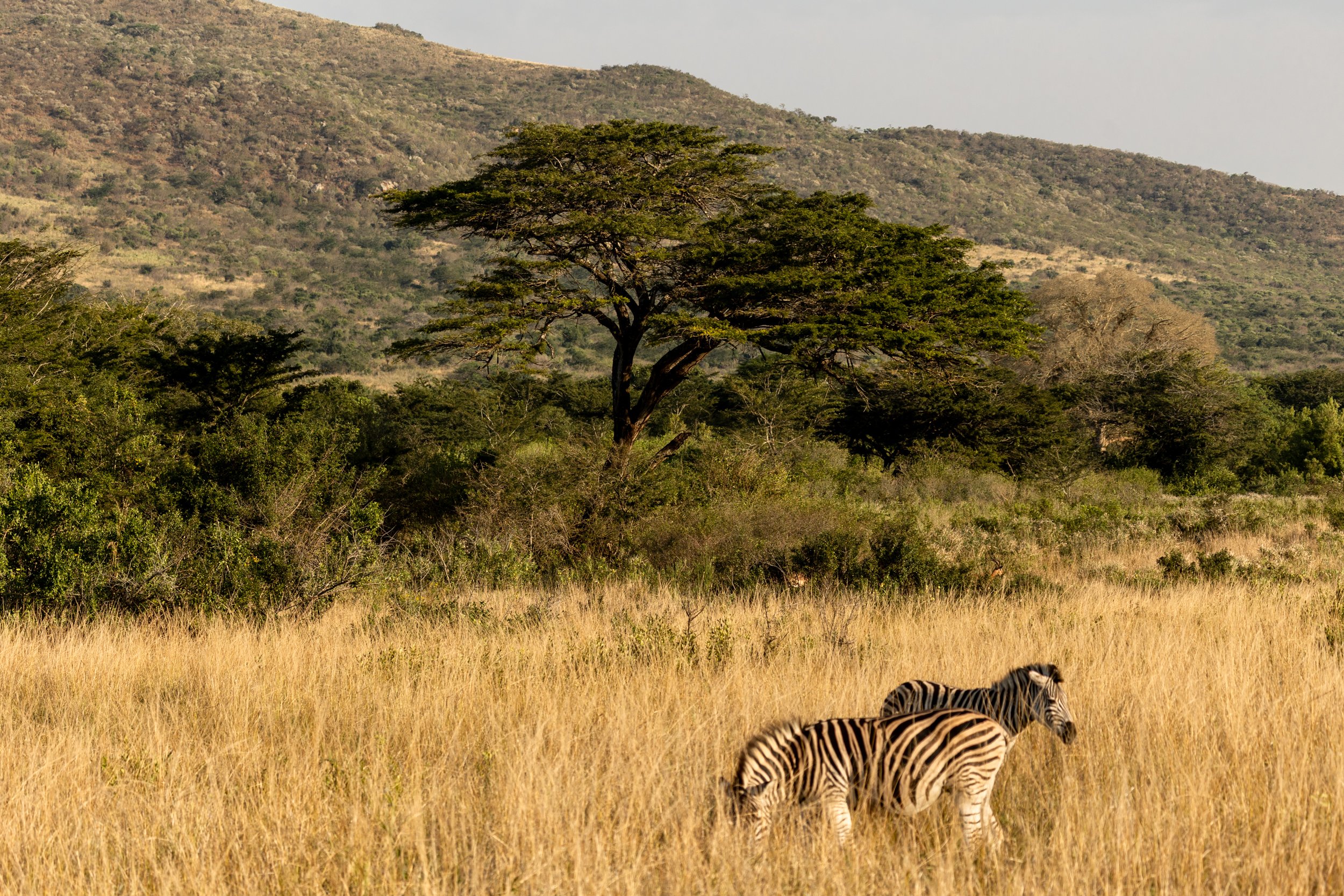 Zuid Afrika grand tour 2026-101.jpg