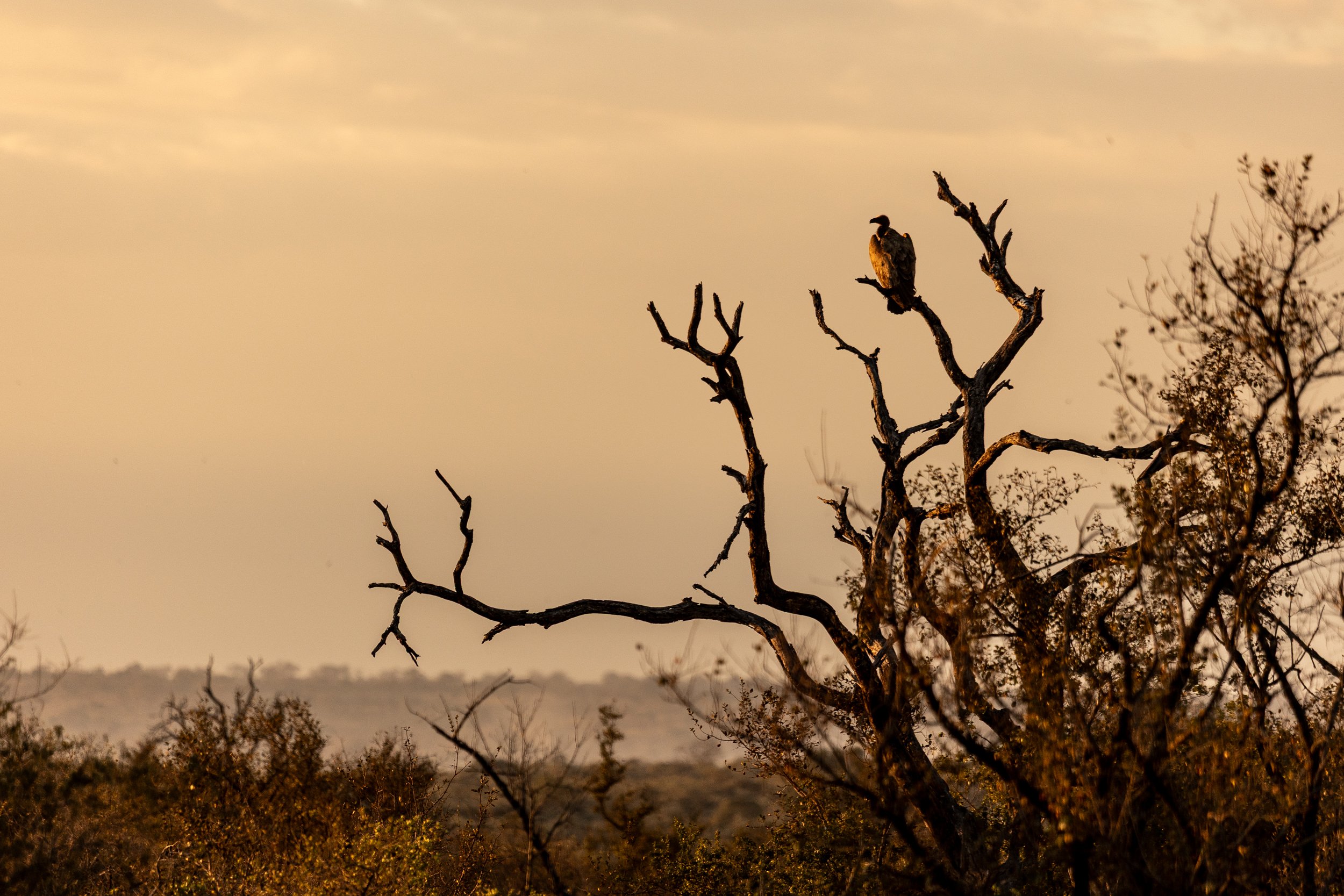 Zuid Afrika grand tour 2026-3.jpg