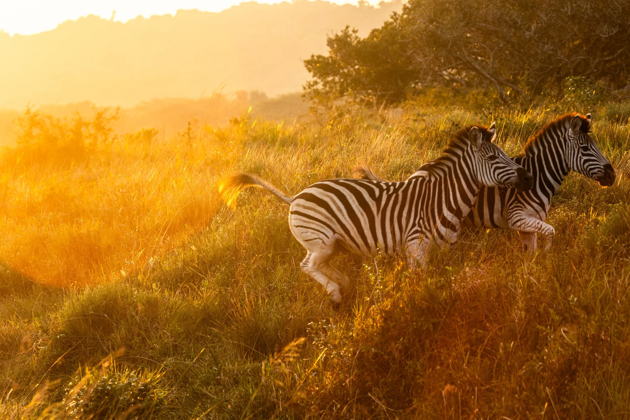 Zuid Afrika grand tour 2026-130.jpg