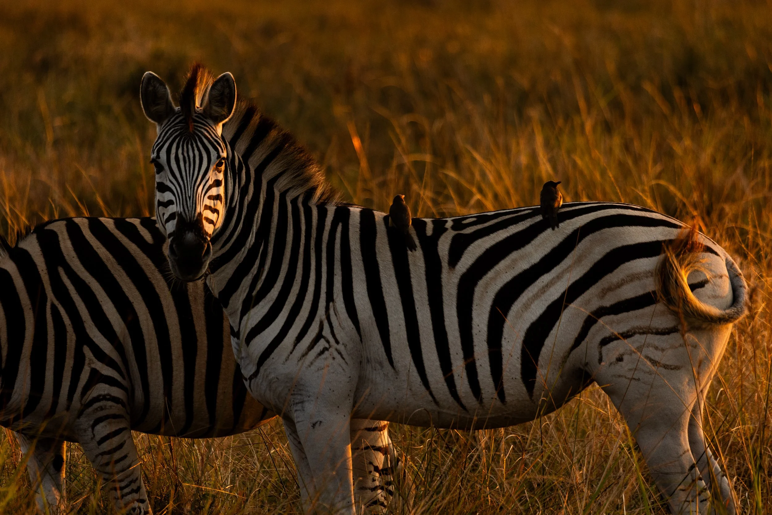 Zuid Afrika grand tour 2026-128.jpg