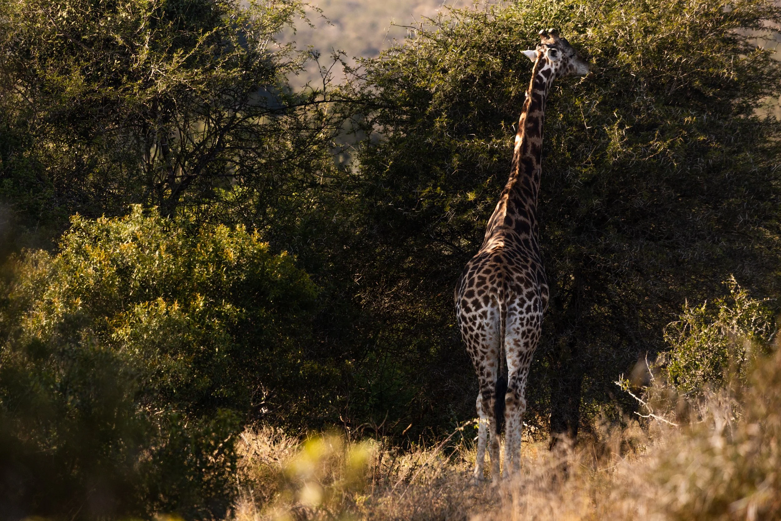 Zuid Afrika grand tour 2026-49.jpg