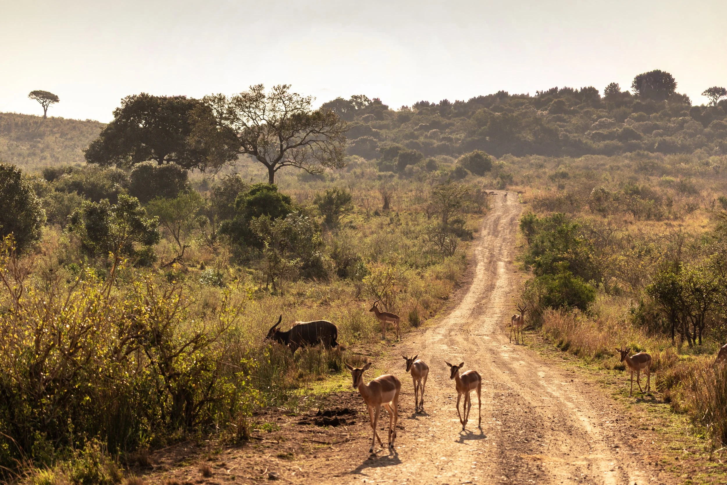 Zuid Afrika grand tour 2026-97.jpg