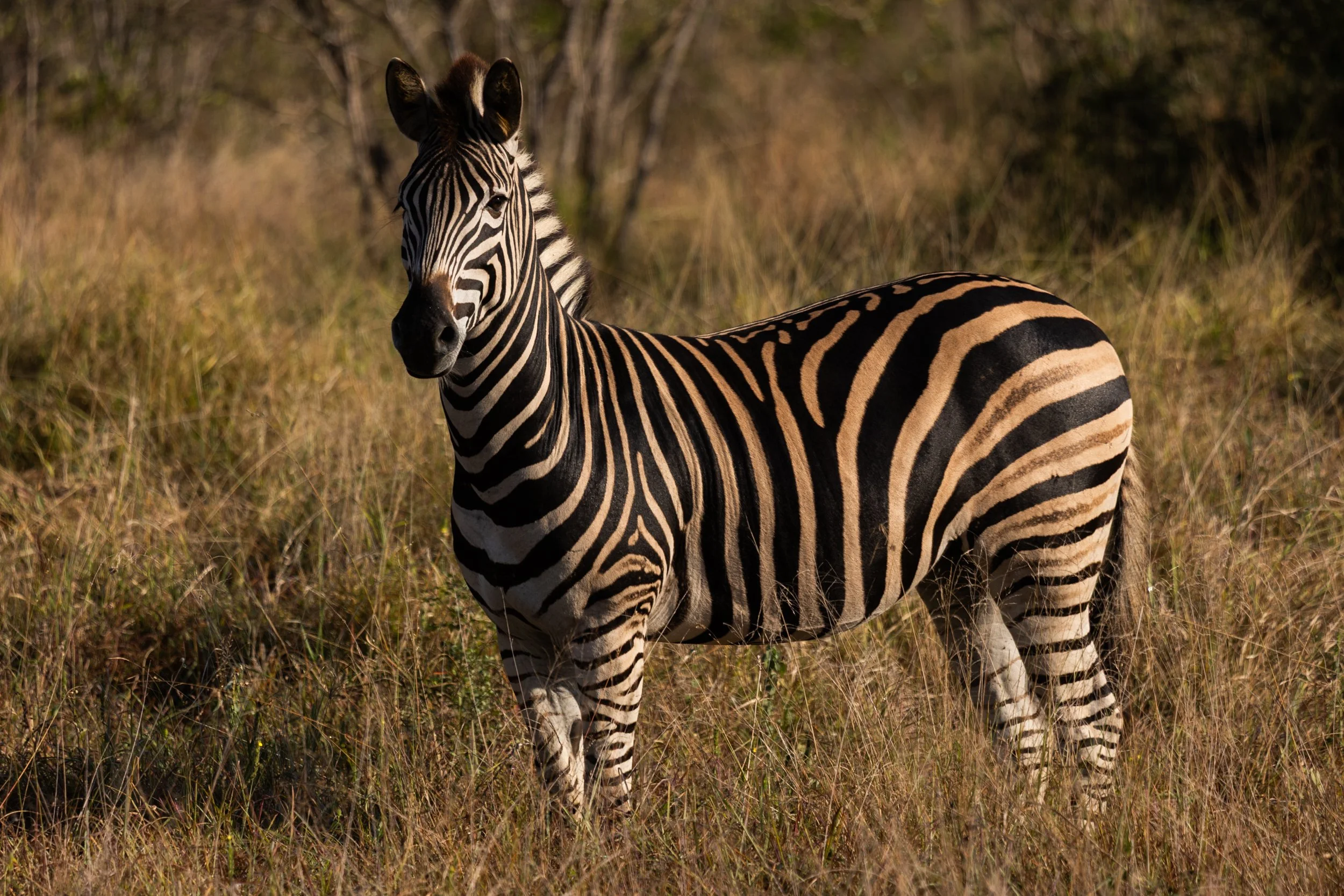 Zuid Afrika grand tour 2026-53.jpg