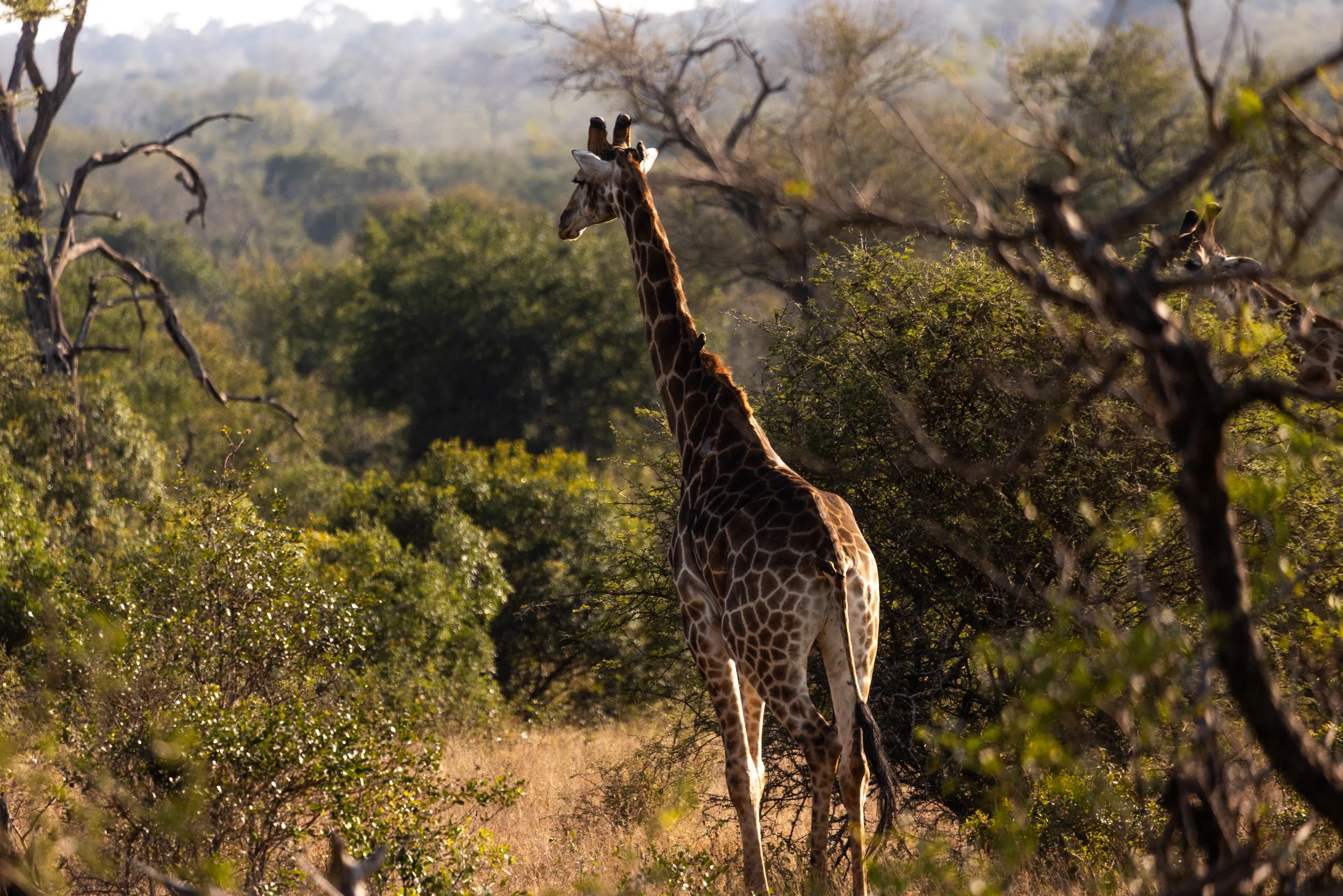 Zuid Afrika grand tour 2026-50.jpg