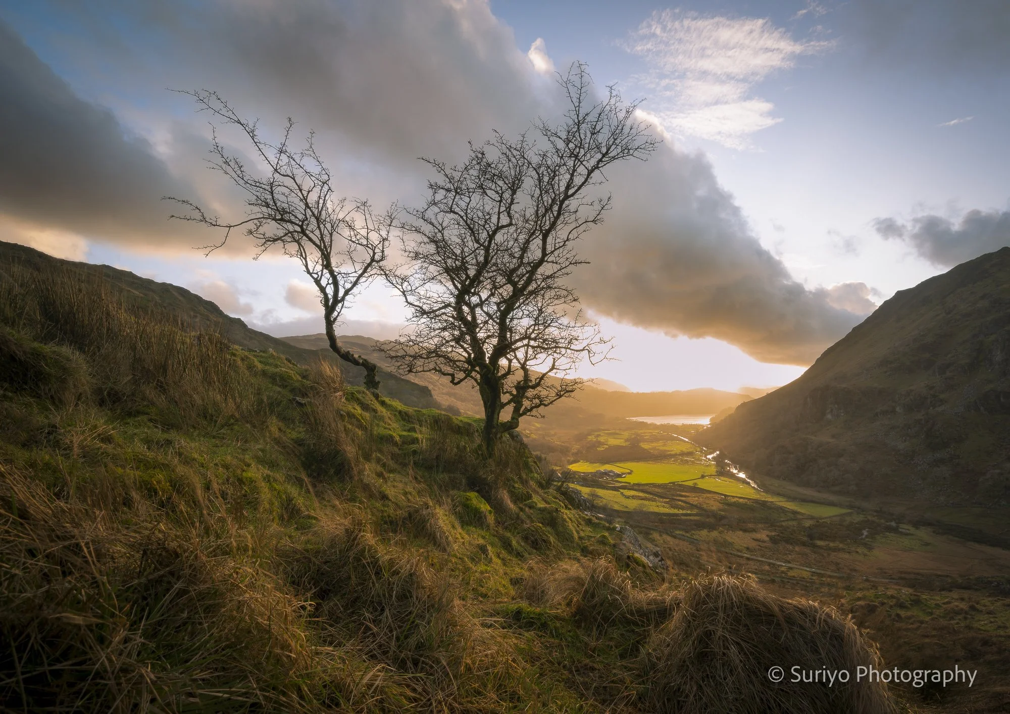Lone tree