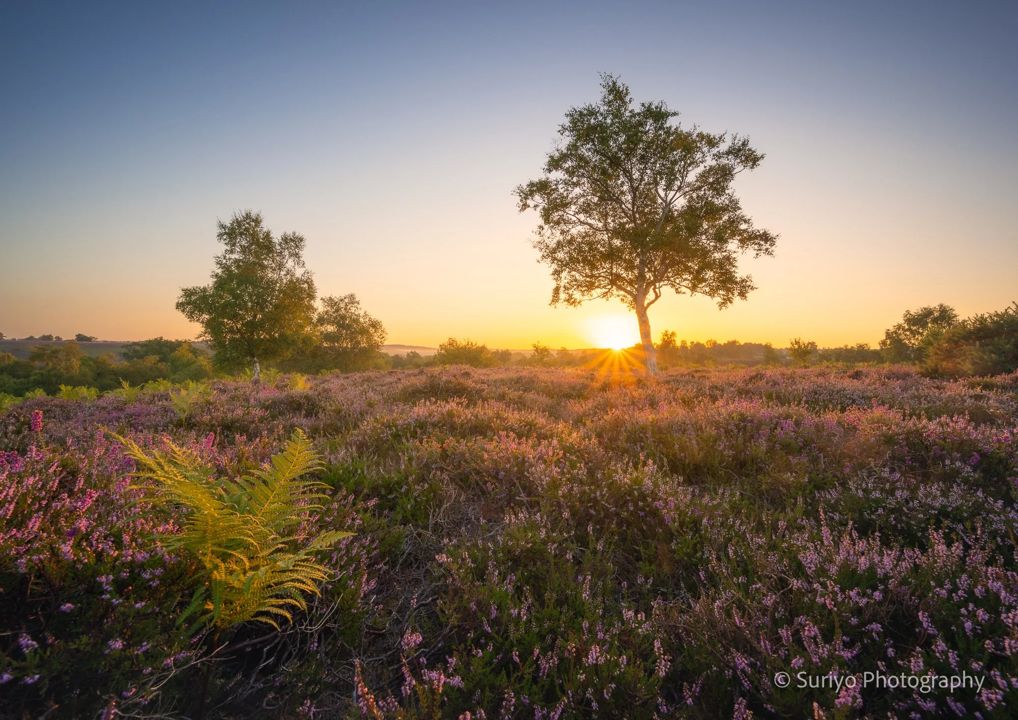 Summer sunrise