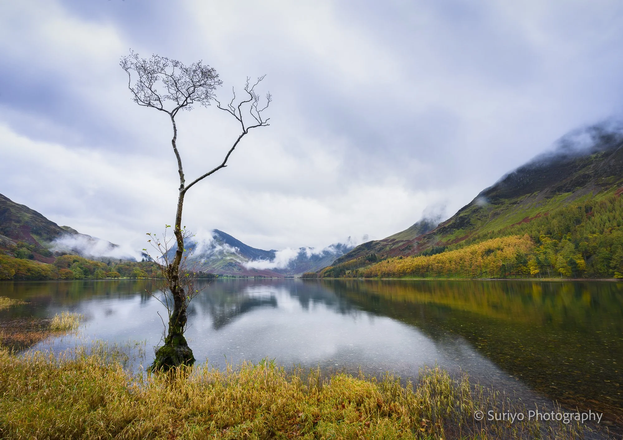 Lone Autumn tree