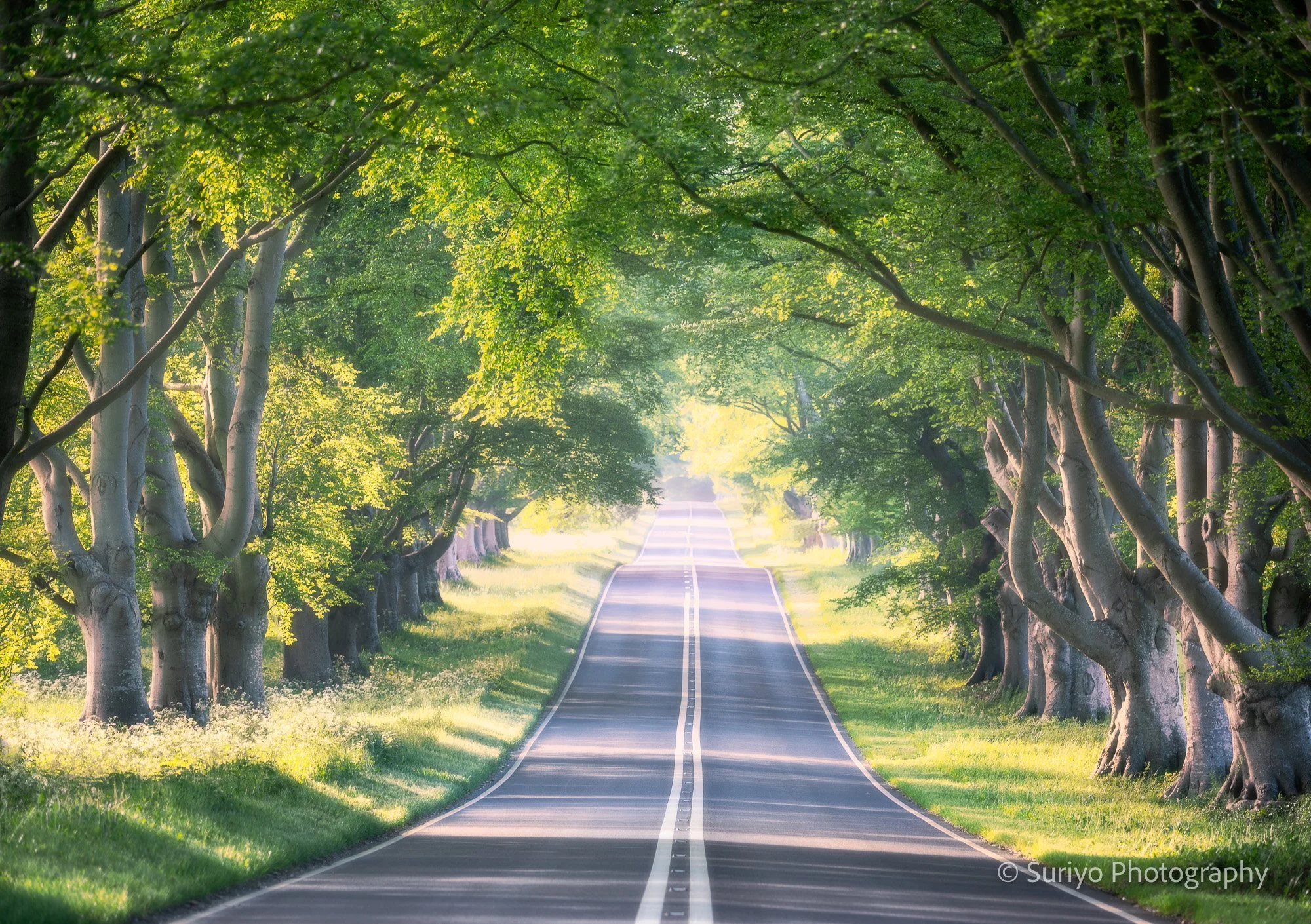 Road to Spring trees