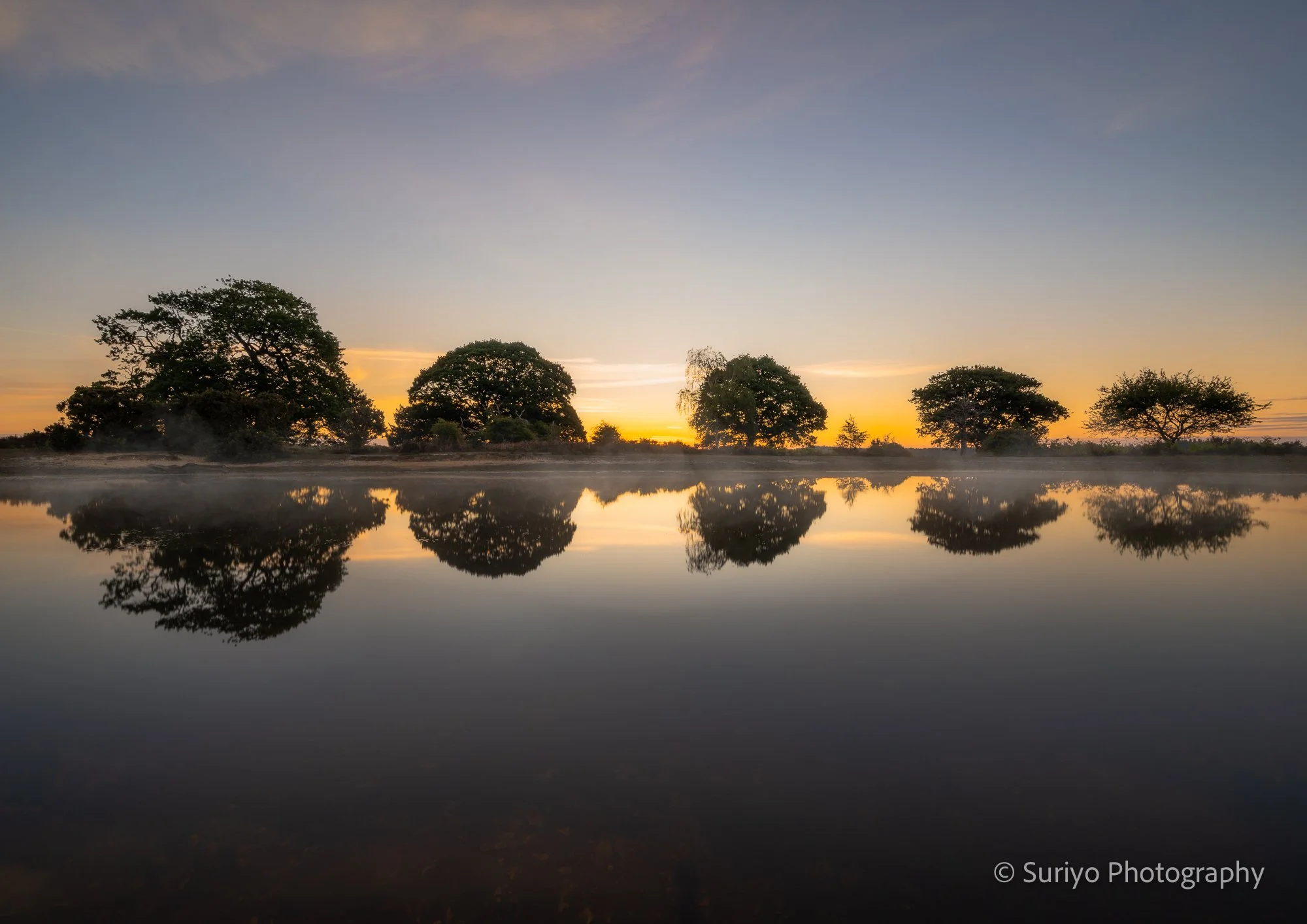 Five trees Reflection