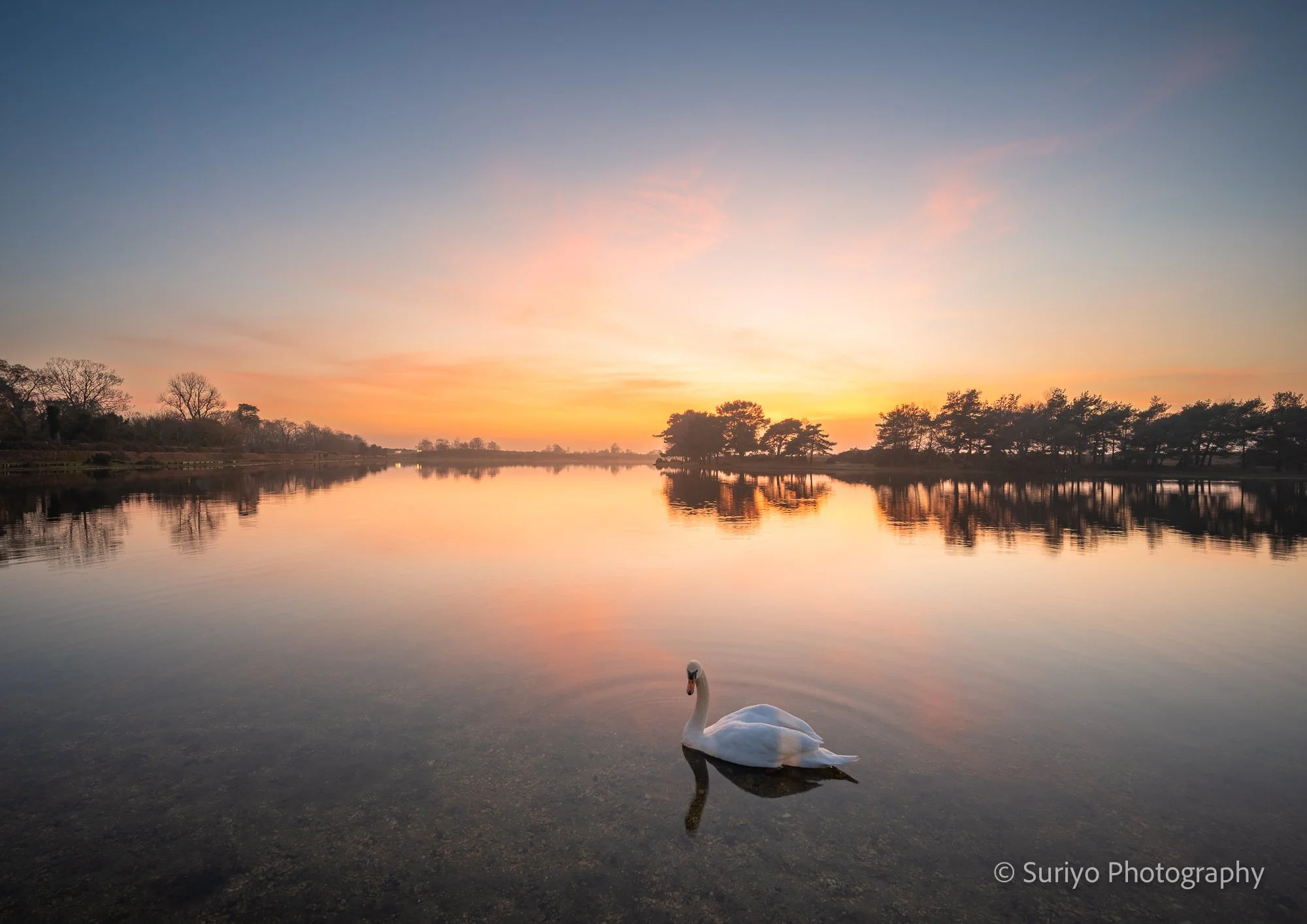 Hatchet pond Sunset Swim