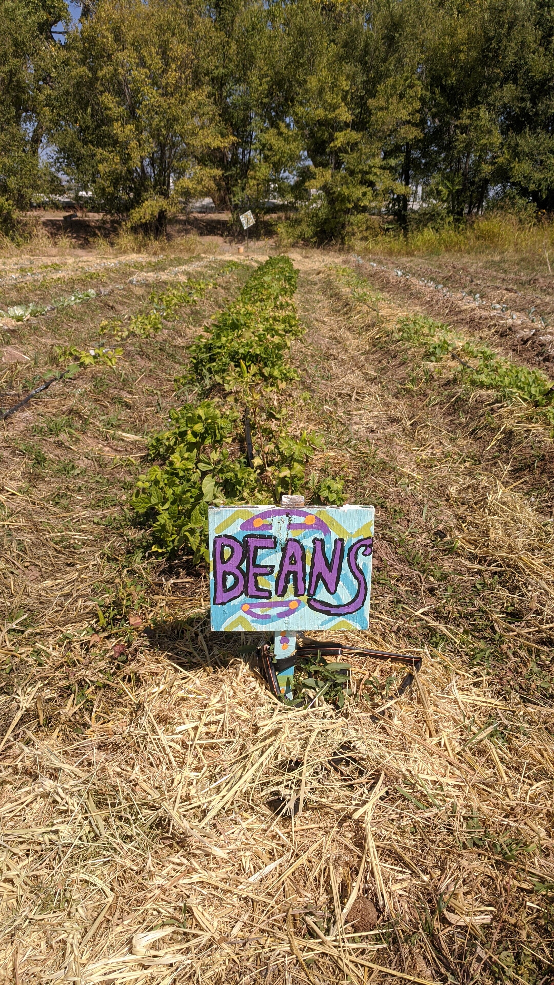 beanfield.jpg
