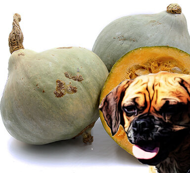 bluehubbard_website.jpg
