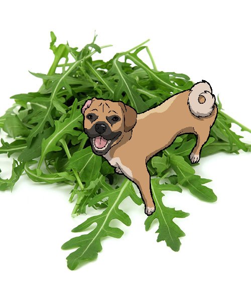 arugula_envelope_final.jpg