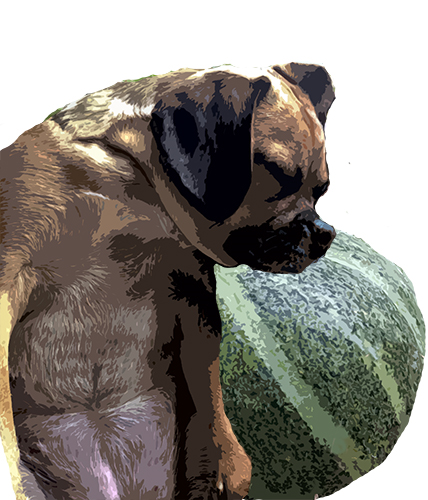 o'hagan melon_envelope_final.png