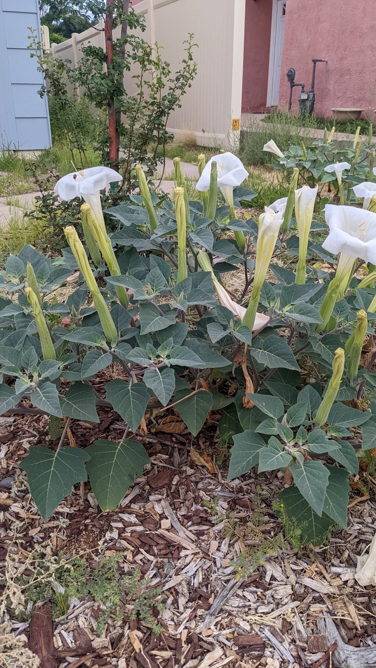 Seediest Seeds For You