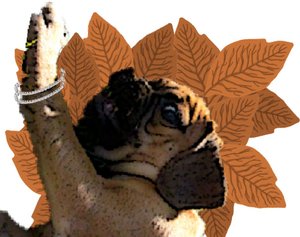 sucking tobacco Starr Chewing Tobacco 3 ct., 6pk