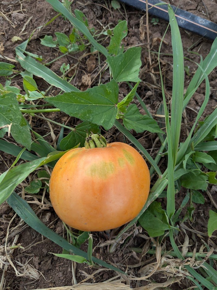 amana_orange_tomato.jpg