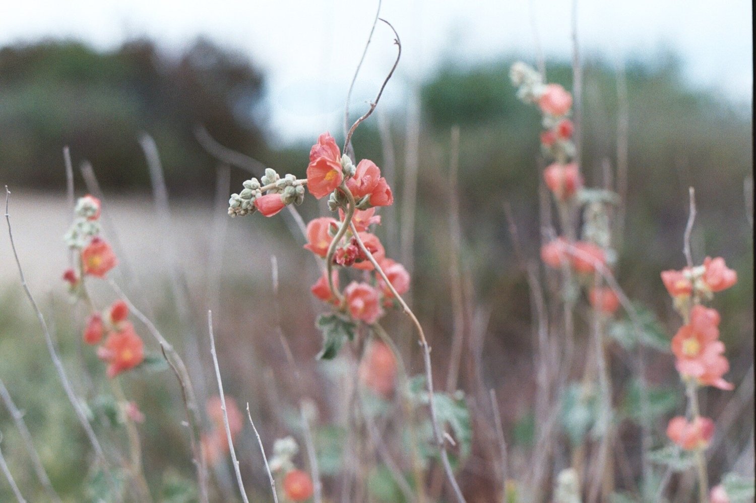 Landscape Projects Sow Home