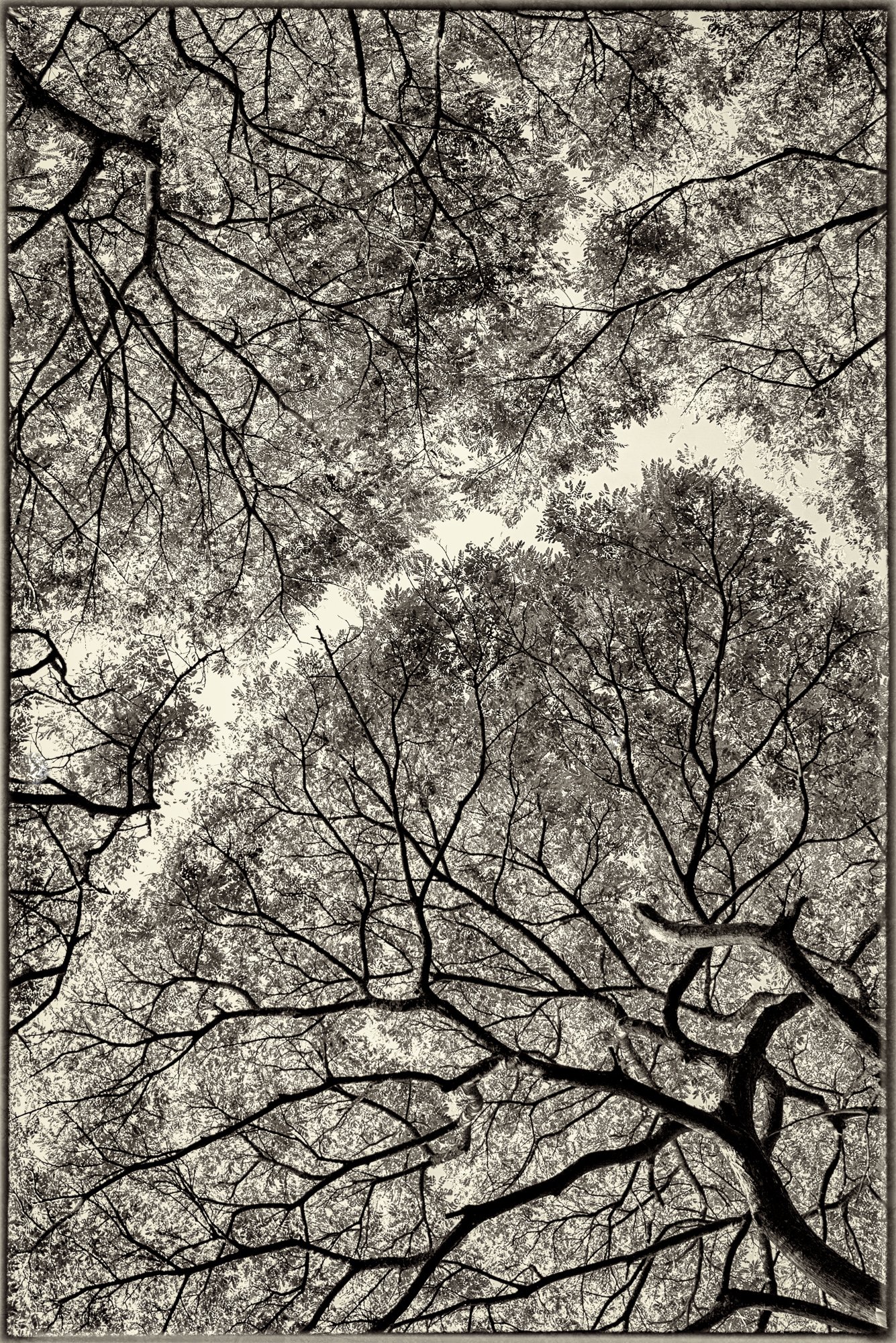 Holtz_Susan-8.jpg