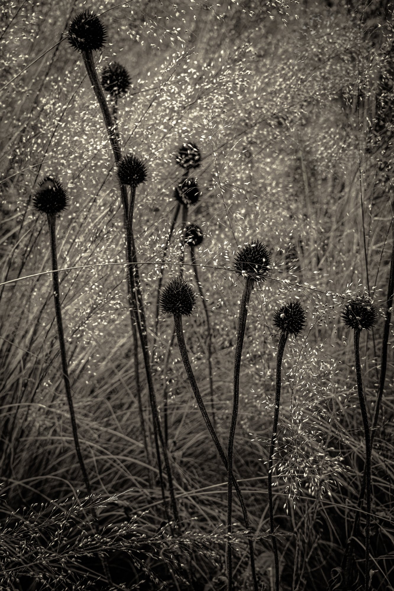 Holtz_Susan-2.jpg