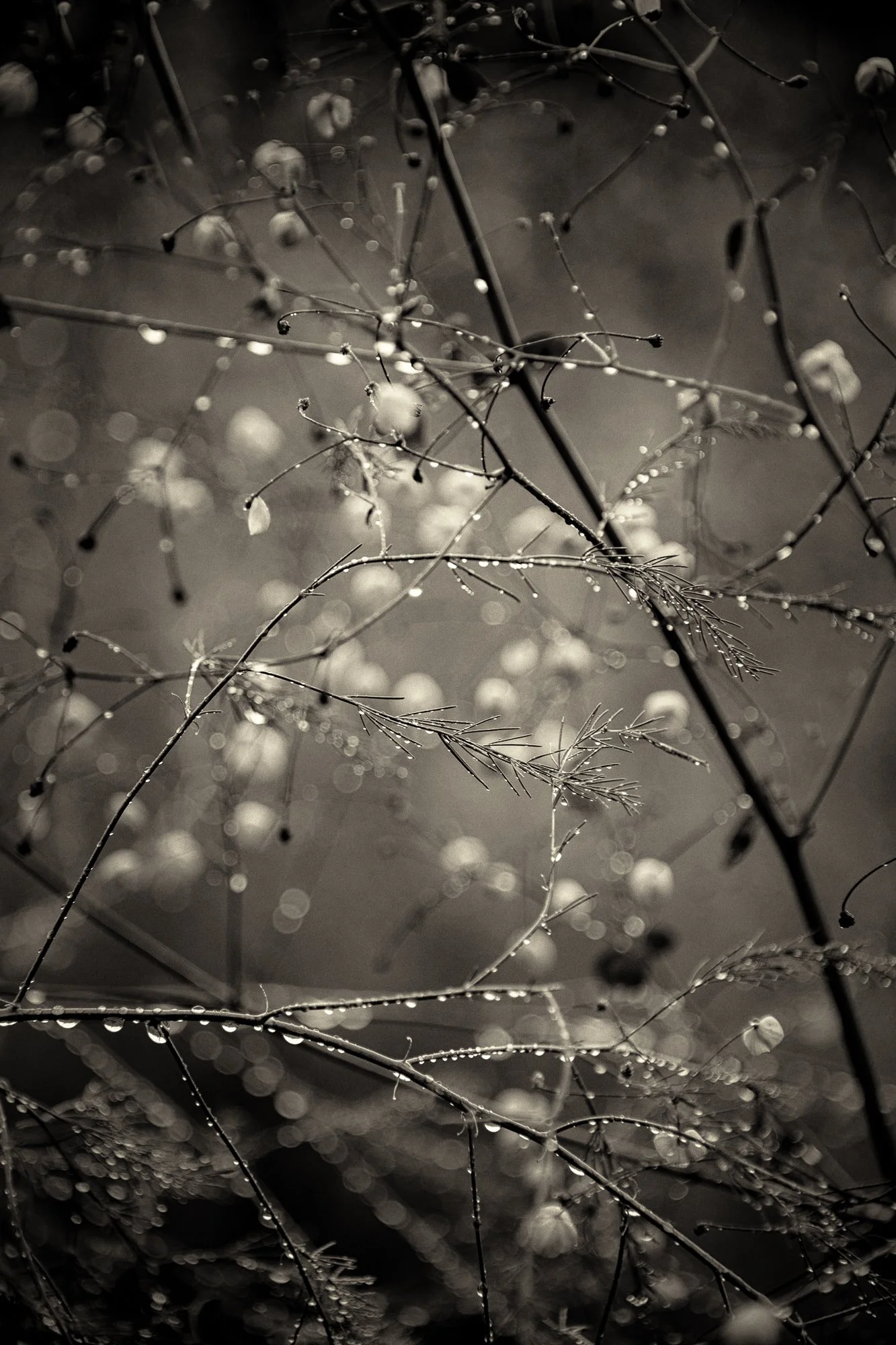 Holtz_Susan-1.jpg