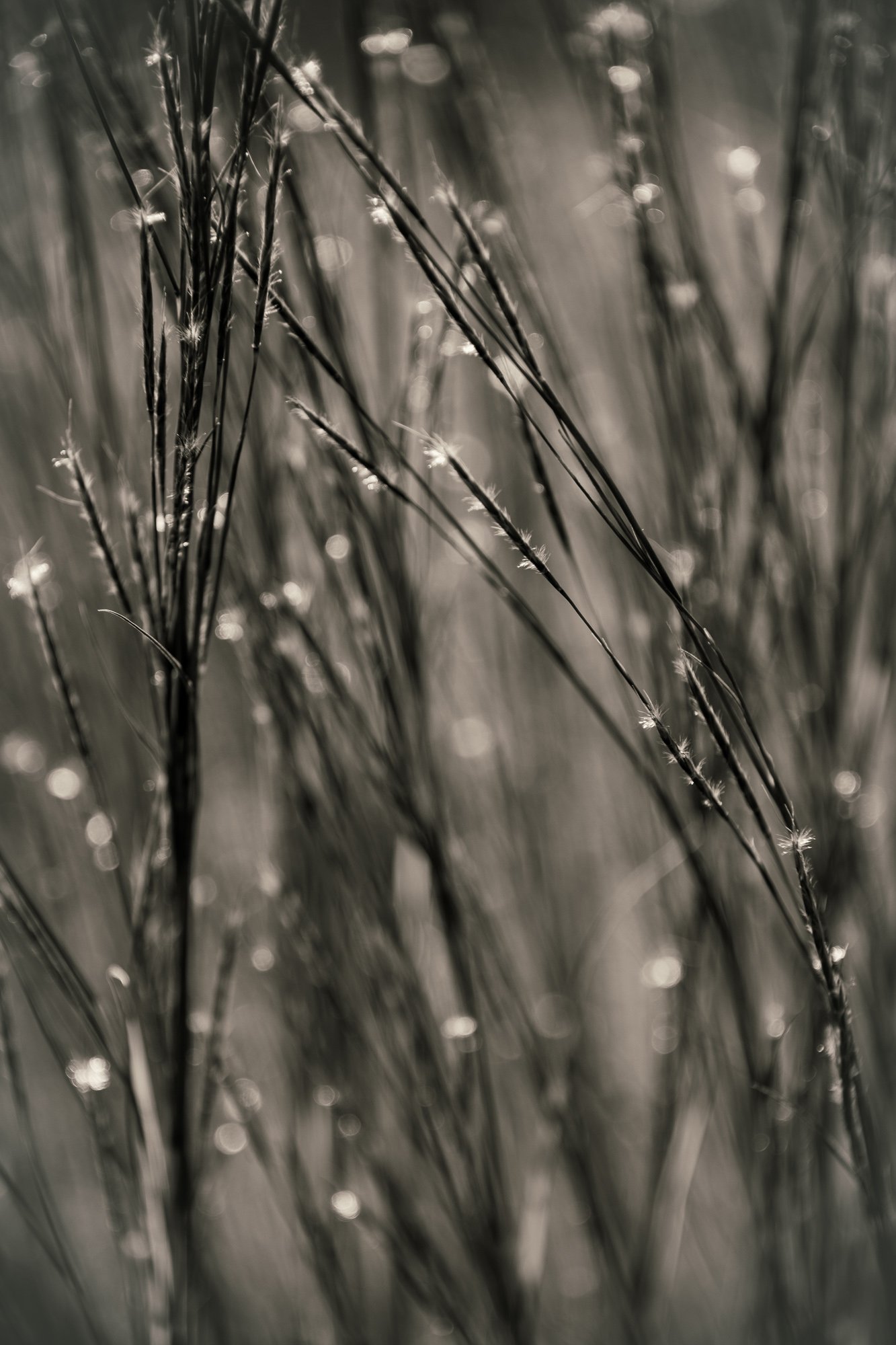 Holtz_Susan-3.jpg