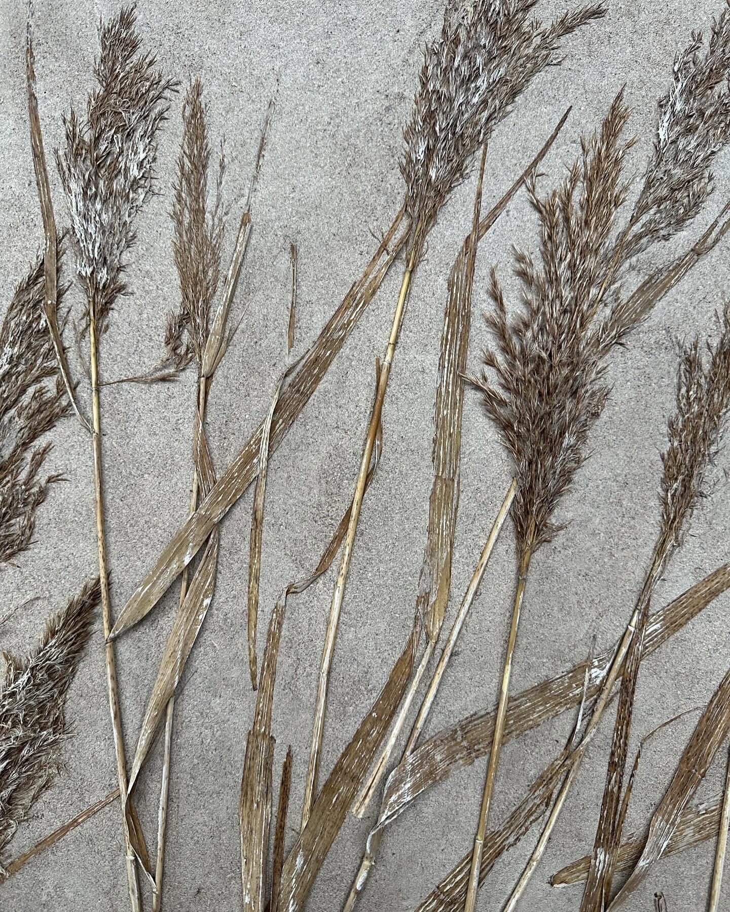 Reeds are often hidden inside an earth mix for building, but today they get to be the star of the show imprinted in clay plaster. There&rsquo;s something very gentle about taking a plant near the end of its season, faded and fragile, then preserving 