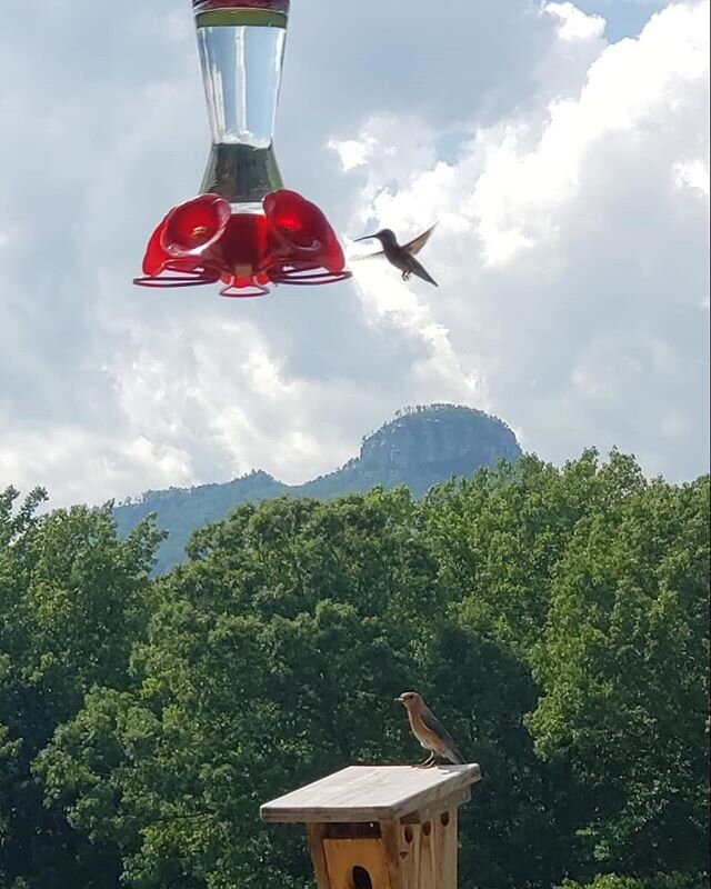 Jomeokee Campground is blessed to be home to many Eastern Bluebirds and hummingbirds. Having the opportunity to photograph both of these beautiful birds together makes for a wonderful Monday 😀😀😀