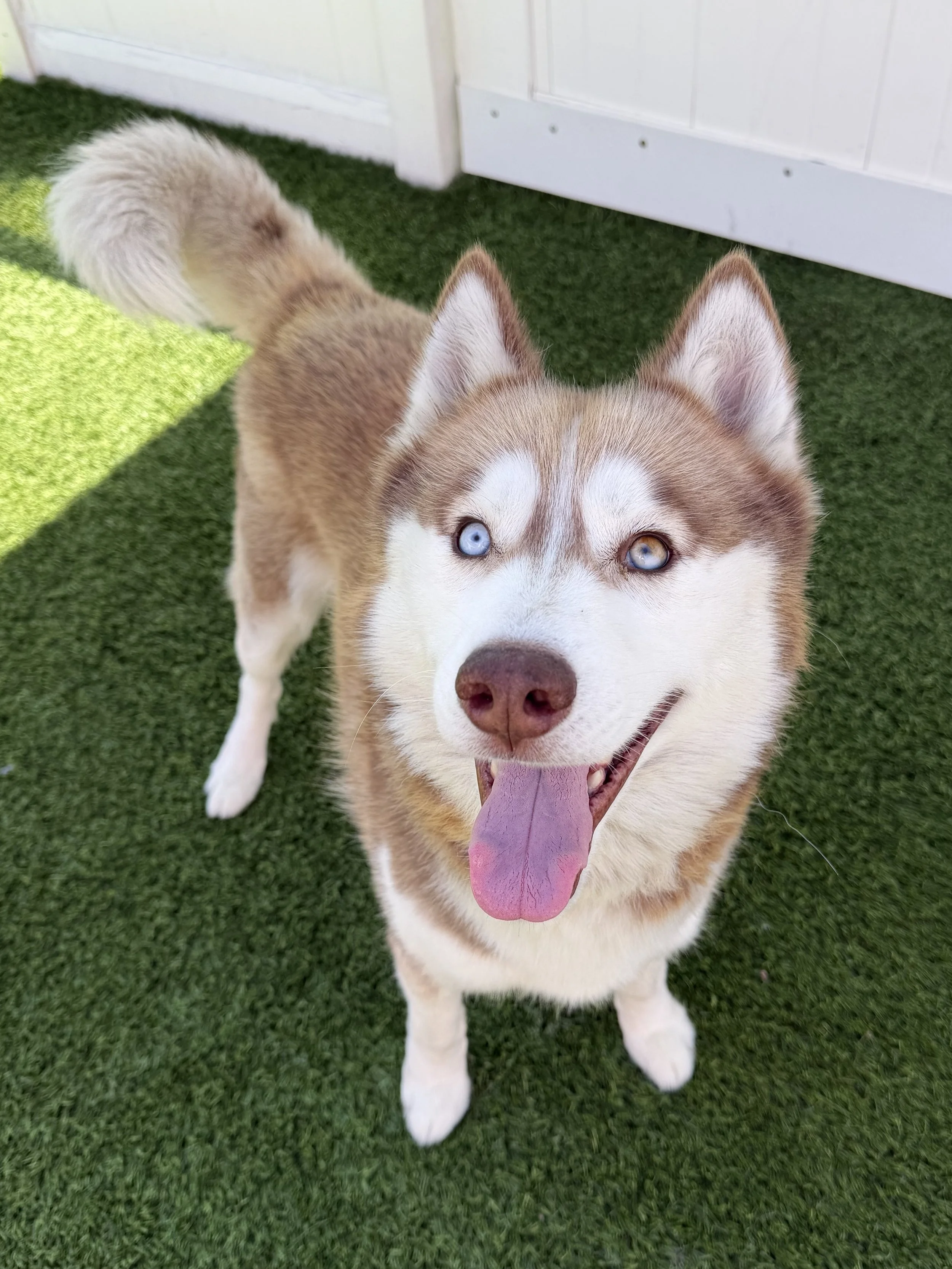  MARTIN | HUSKY | 2 YEARS OLD | 46 LBS Hi, I'm Martin! I was found as a stray and brought into a high-kill shelter before Vanderpump Dogs rescued me, and boy am I happy to be here! I am a friendly guy who loves to cuddle up with my humans, and I love